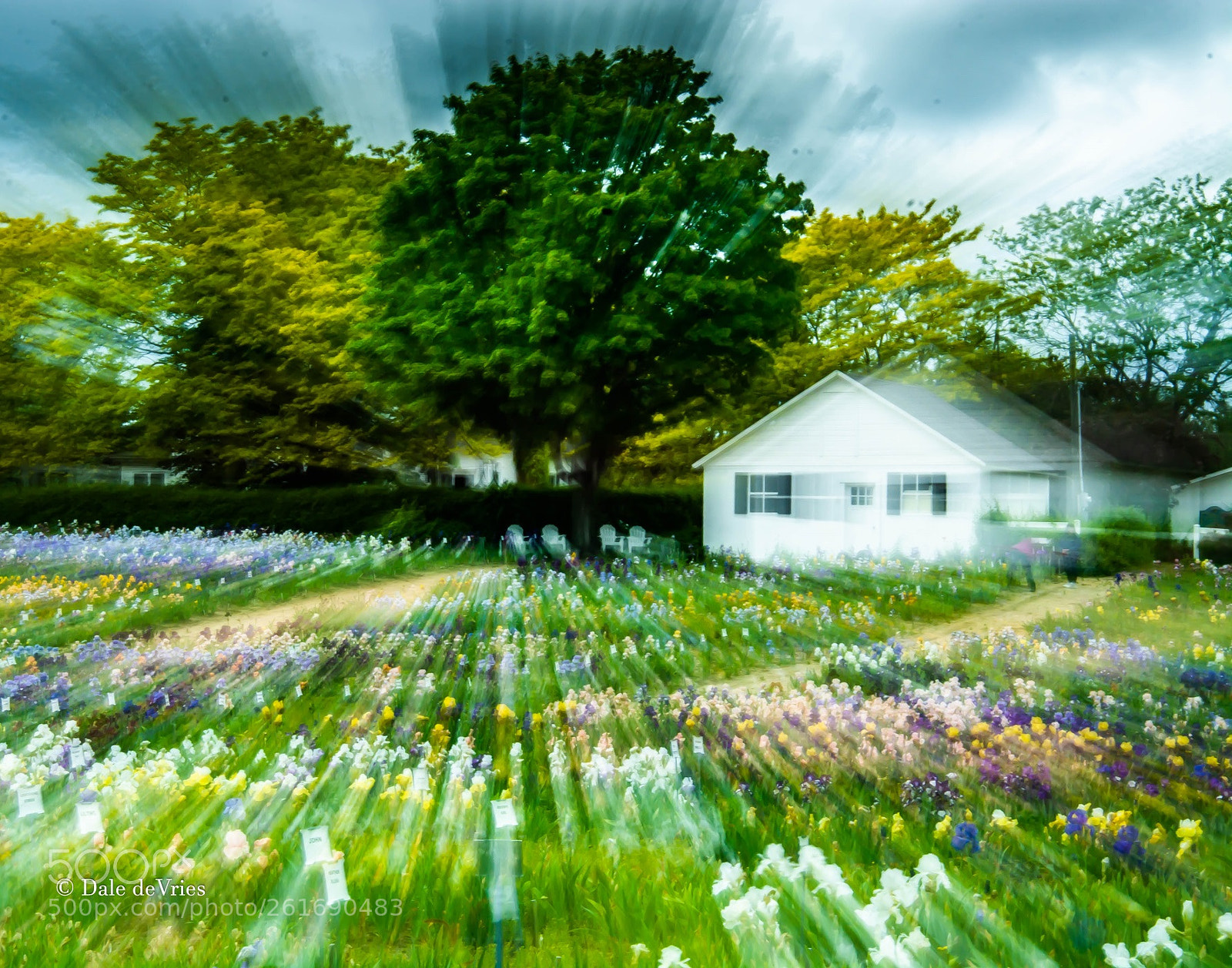 Nikon D7100 sample photo. The iris farm . . . photography