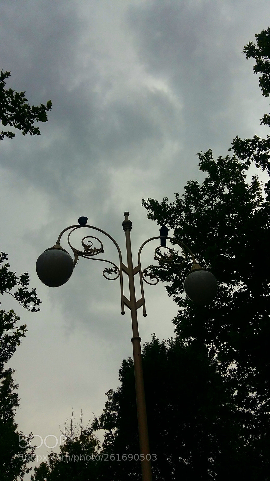 Samsung Galaxy A5 sample photo. Birds have quarreled photography