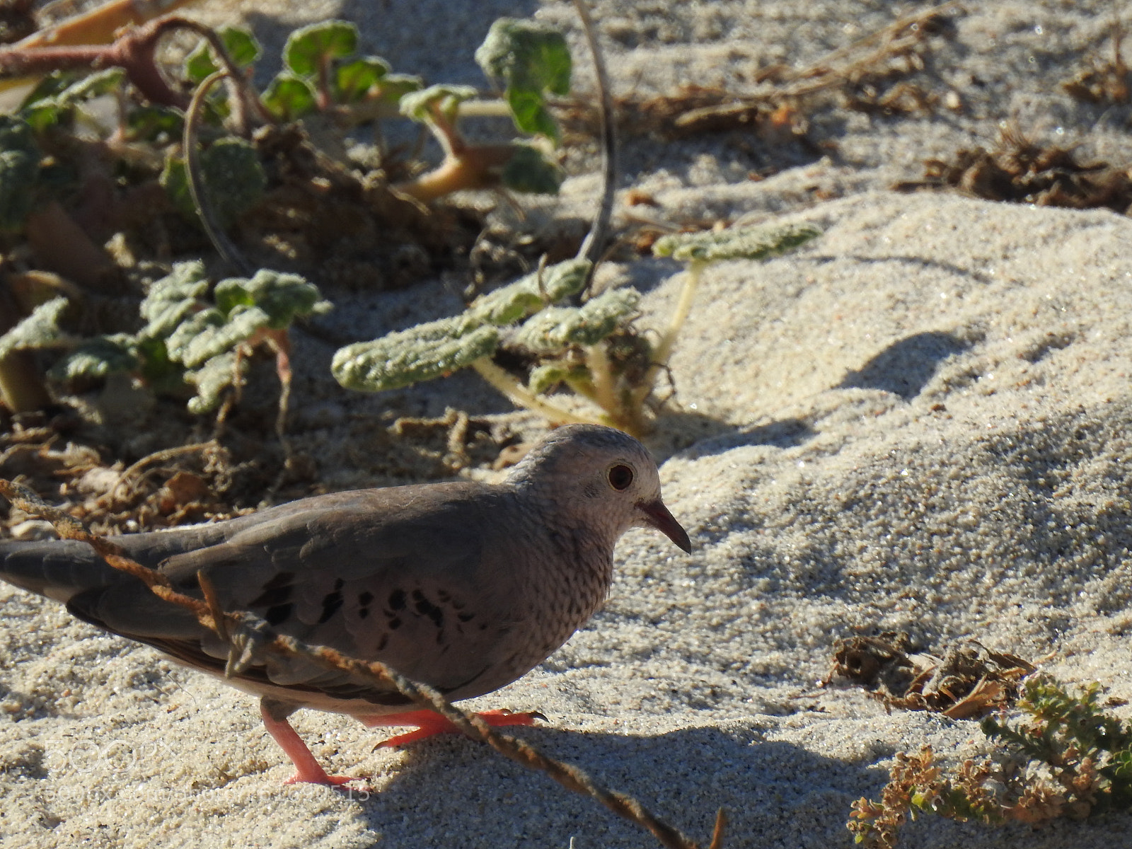 Nikon Coolpix P900 sample photo. Ground dove photography