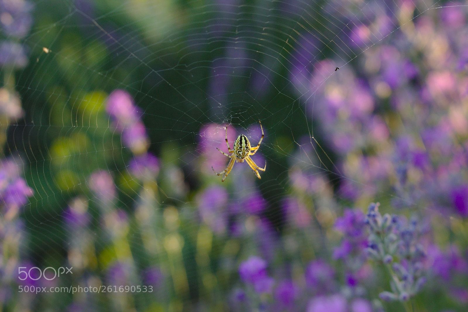 Canon EOS 100D (EOS Rebel SL1 / EOS Kiss X7) sample photo. Lavender spider web photography
