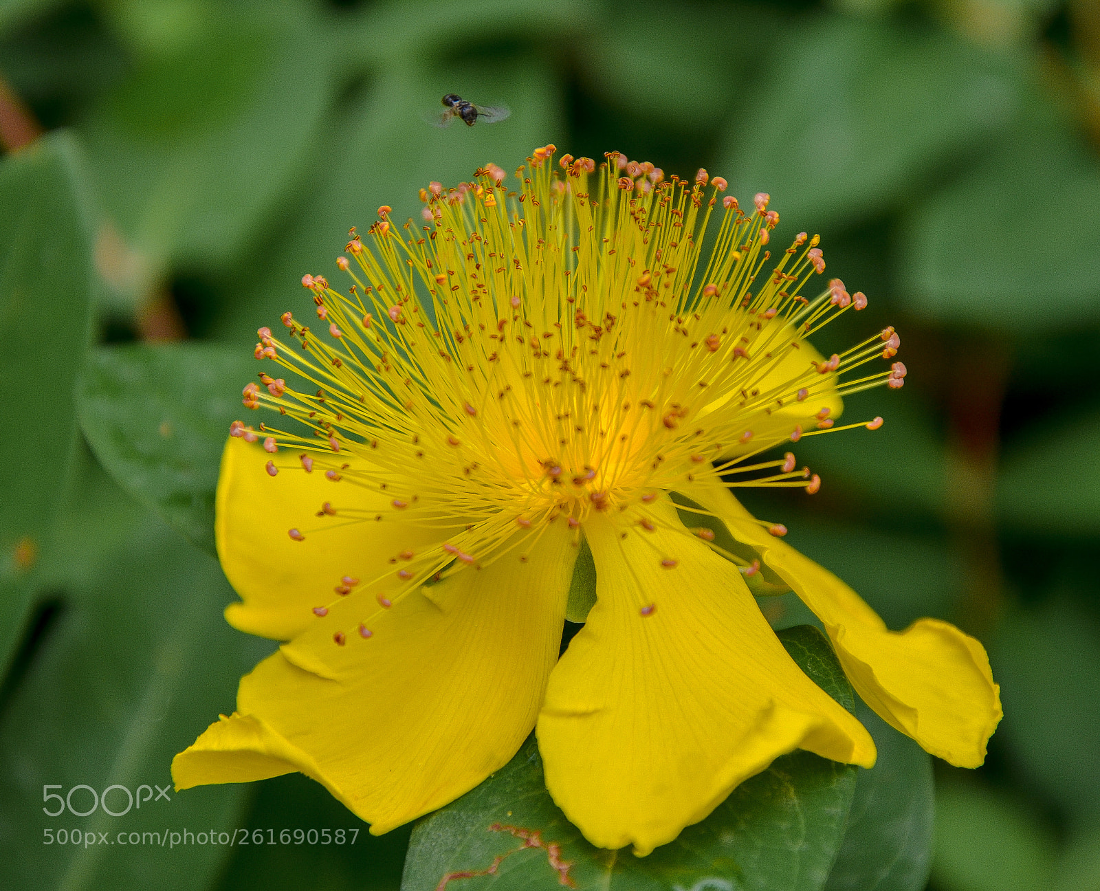 Nikon D5100 sample photo. Top gun photography