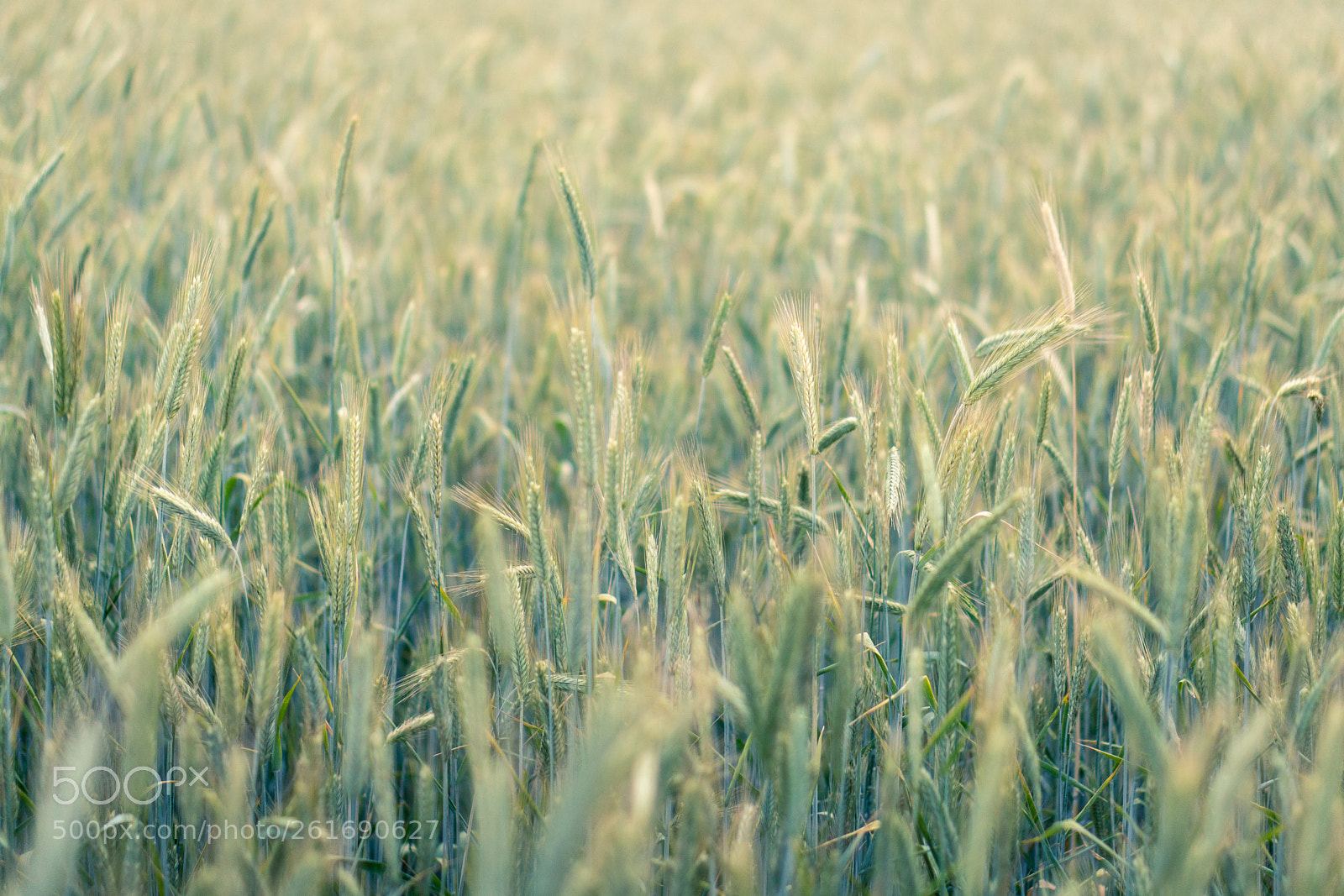 Sony a6300 sample photo. Wheat photography
