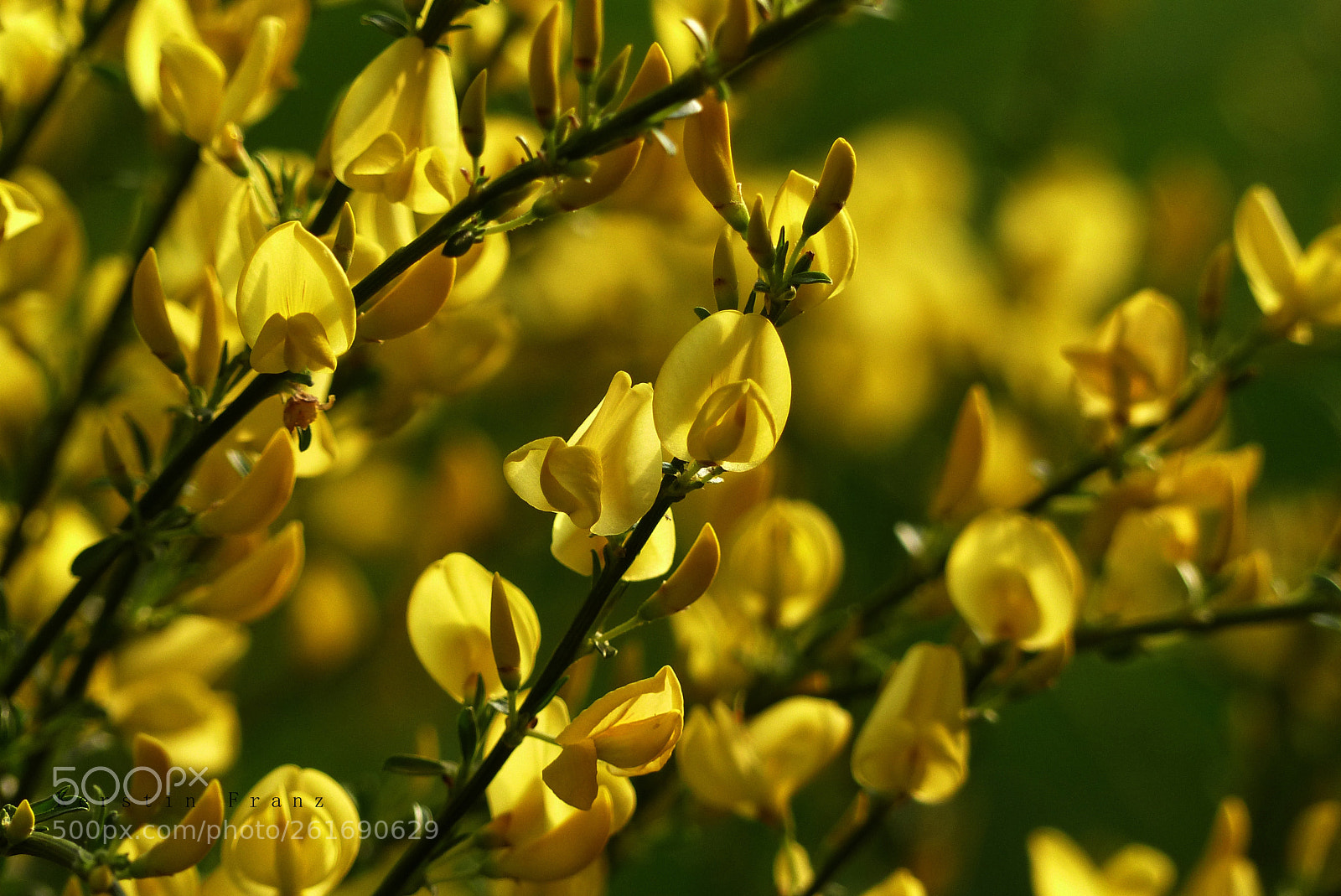 Panasonic Lumix DMC-FZ200 sample photo. Spring in yellow photography