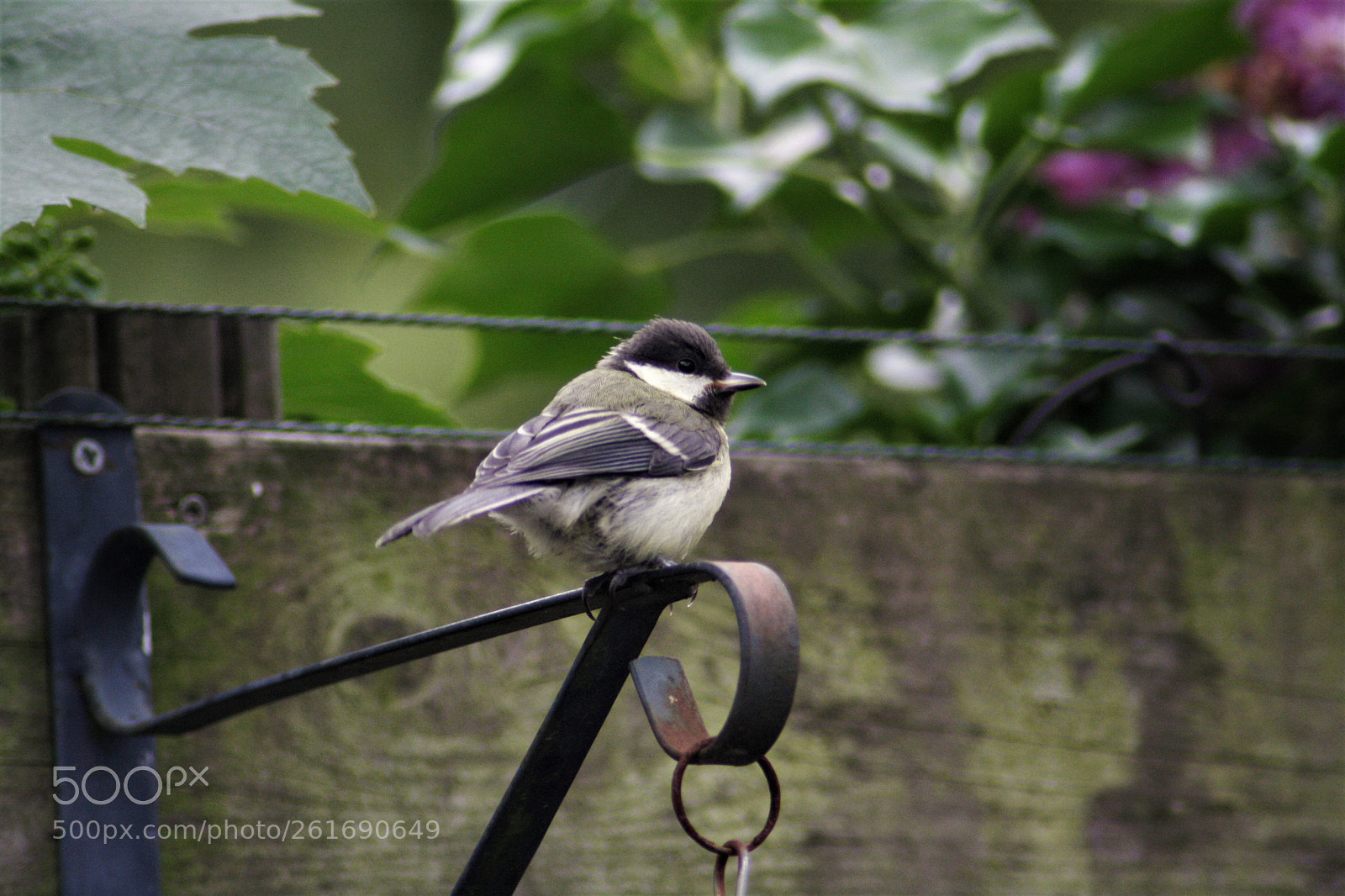 Canon EOS 1000D (EOS Digital Rebel XS / EOS Kiss F) sample photo. Baby great tit posing photography