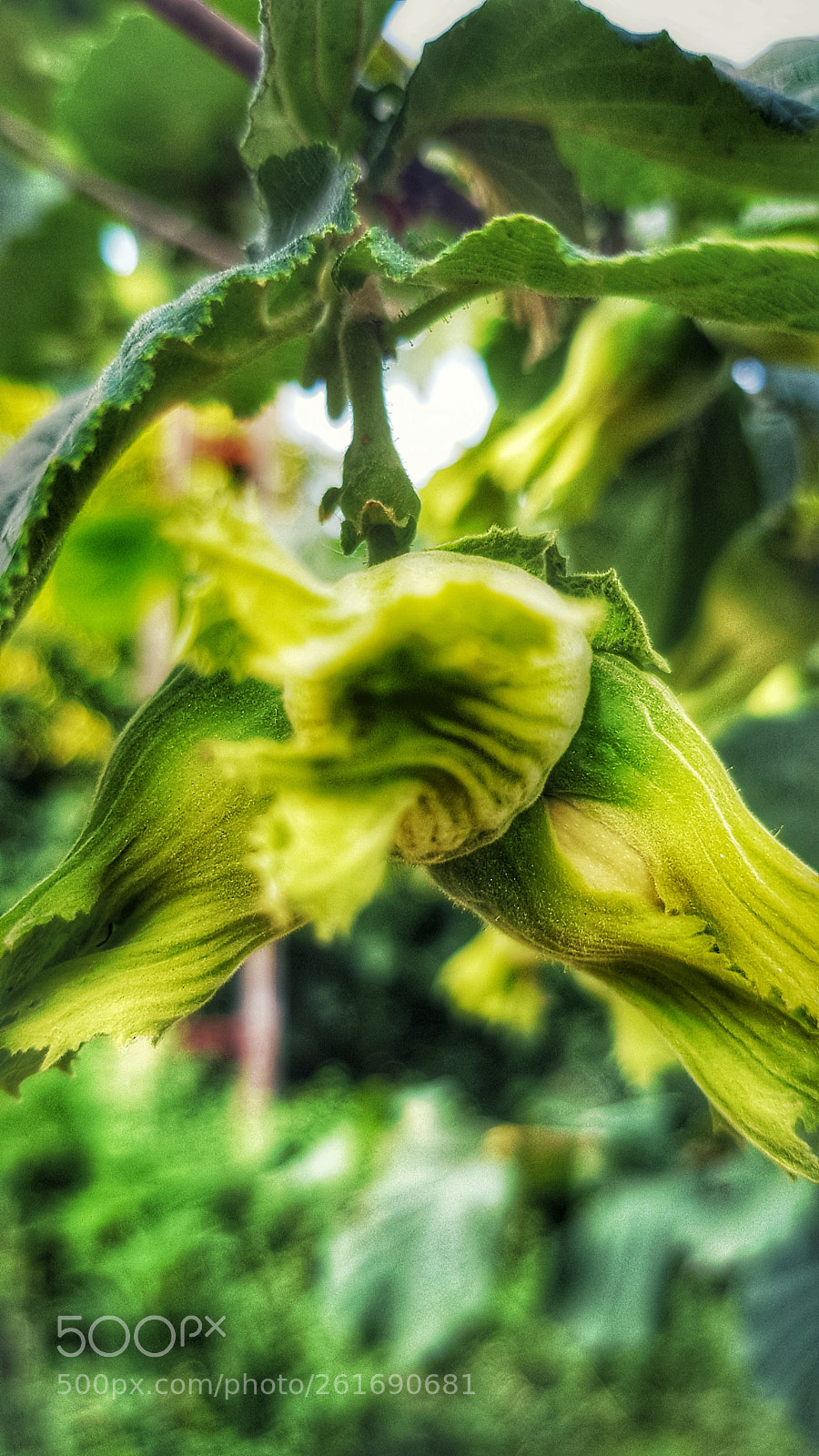 Samsung Galaxy S8+ sample photo. Fresh hazelnut photography