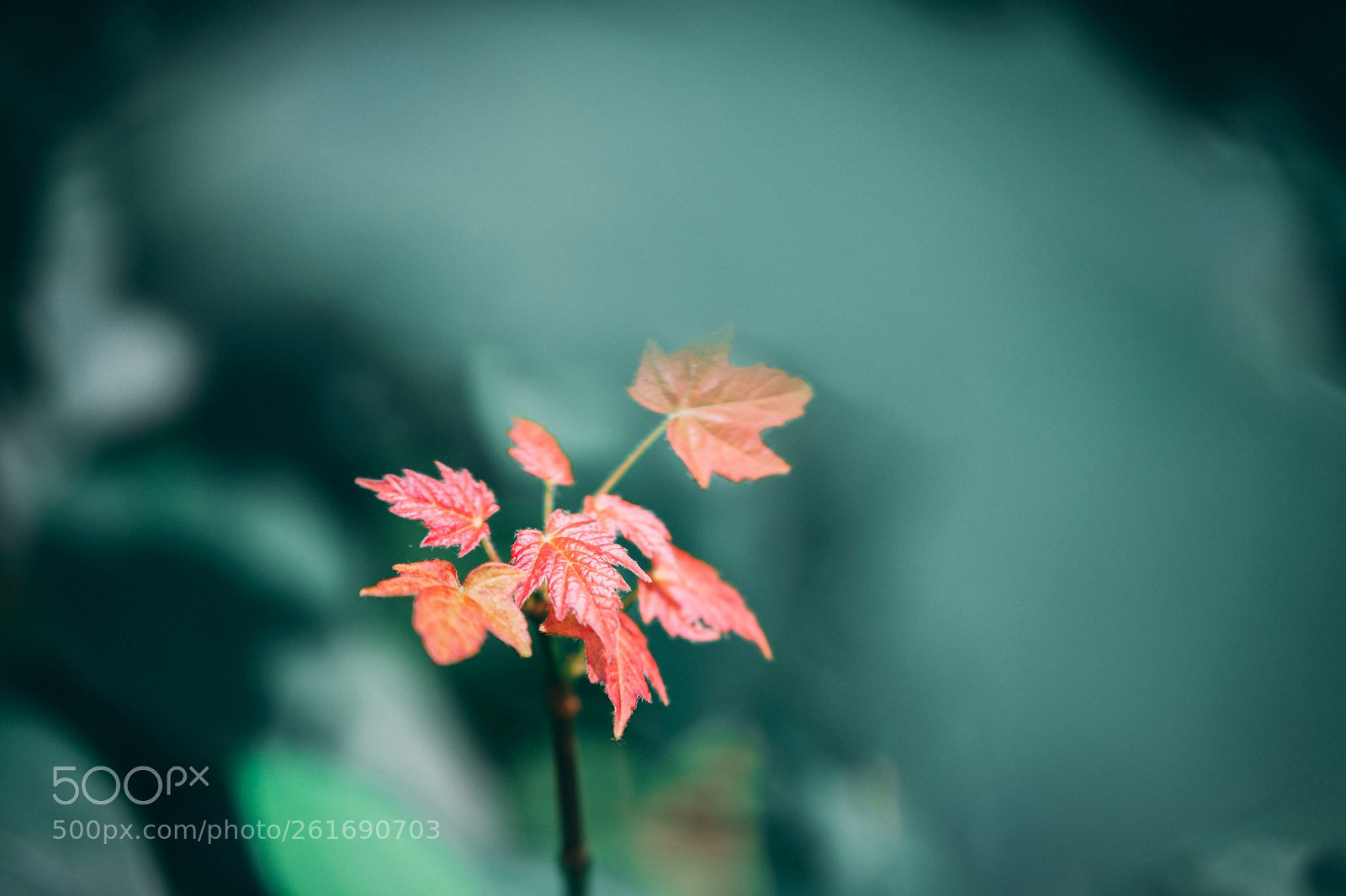 Fujifilm X-T20 sample photo. Casual beauty photography