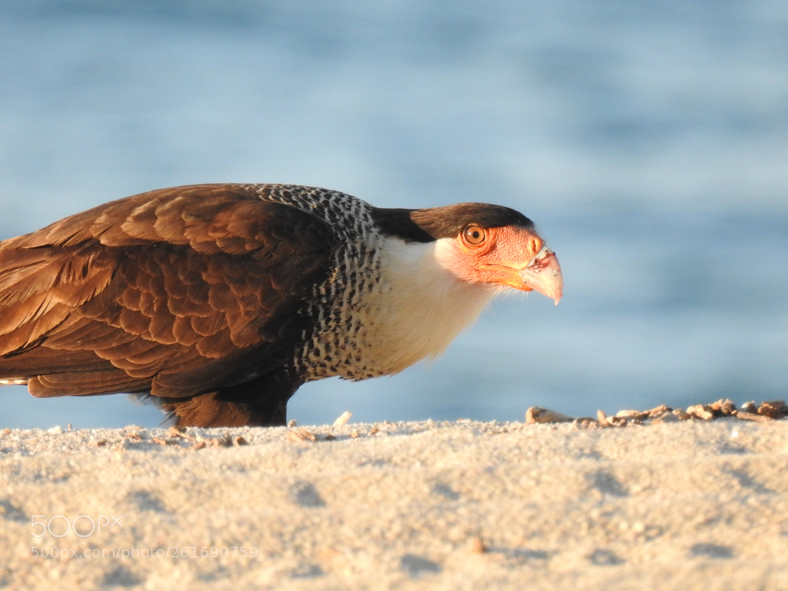 Nikon Coolpix P900 sample photo. Crested caracara photography