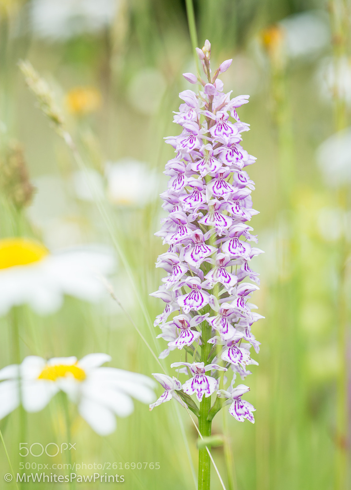 Nikon D7100 sample photo. Orchid at the garden photography
