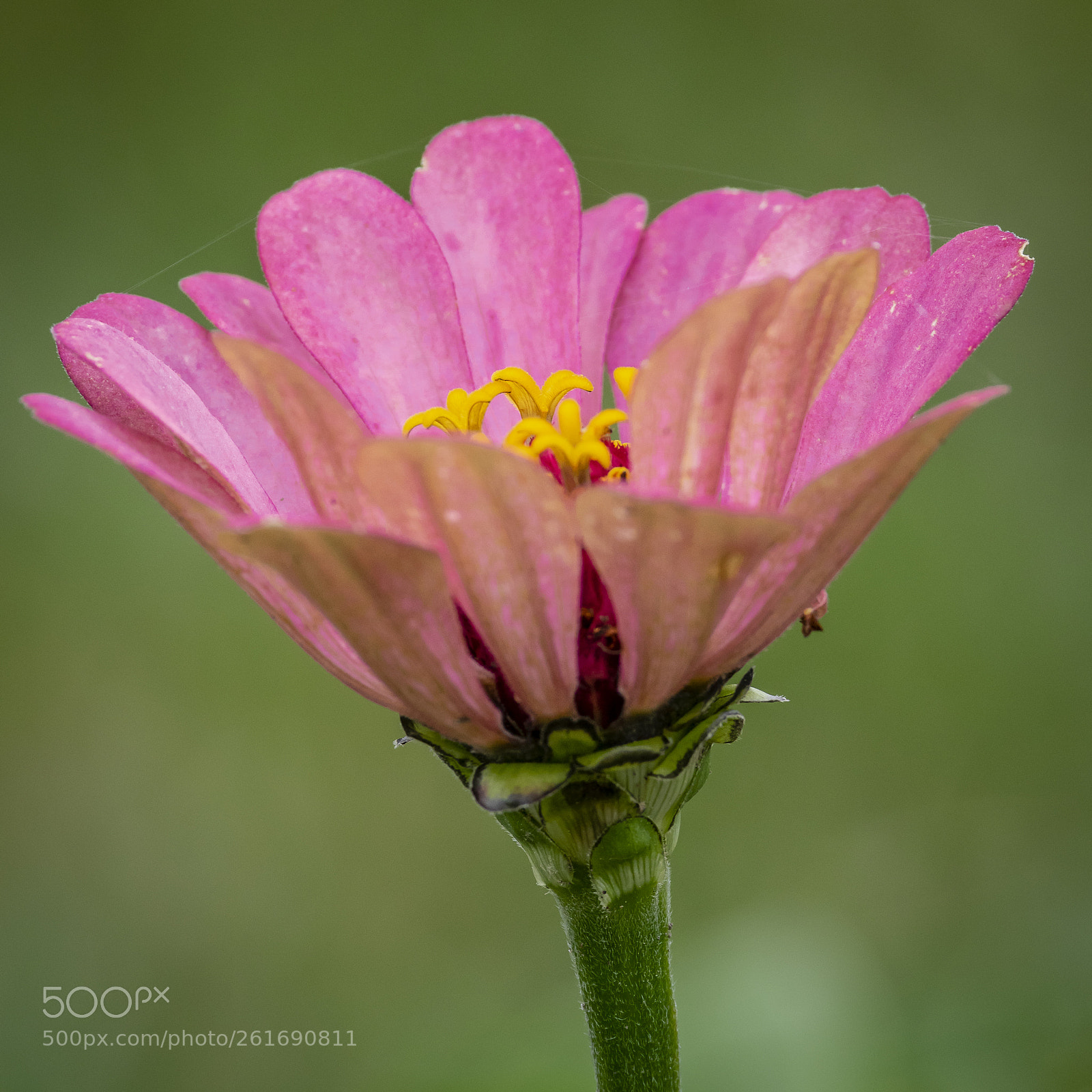 Pentax K-3 sample photo. Pink flower photography