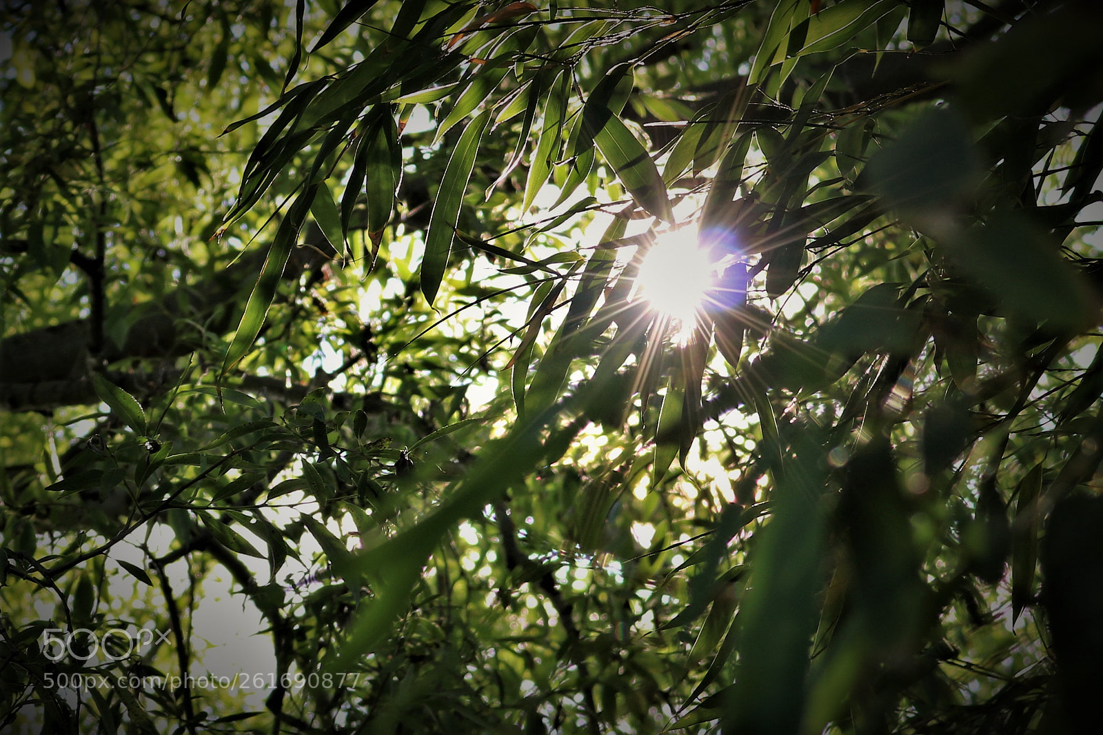 Canon EOS 750D (EOS Rebel T6i / EOS Kiss X8i) sample photo. Destello en la espesura photography