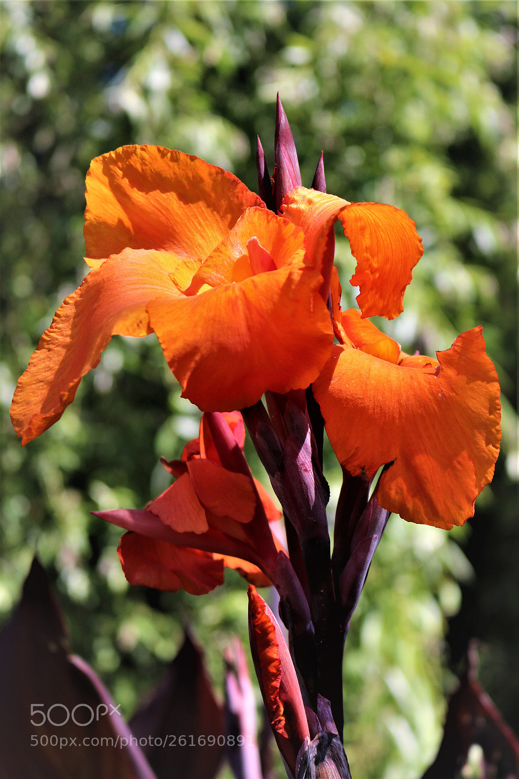 Canon EOS 750D (EOS Rebel T6i / EOS Kiss X8i) sample photo. Naranja puro photography
