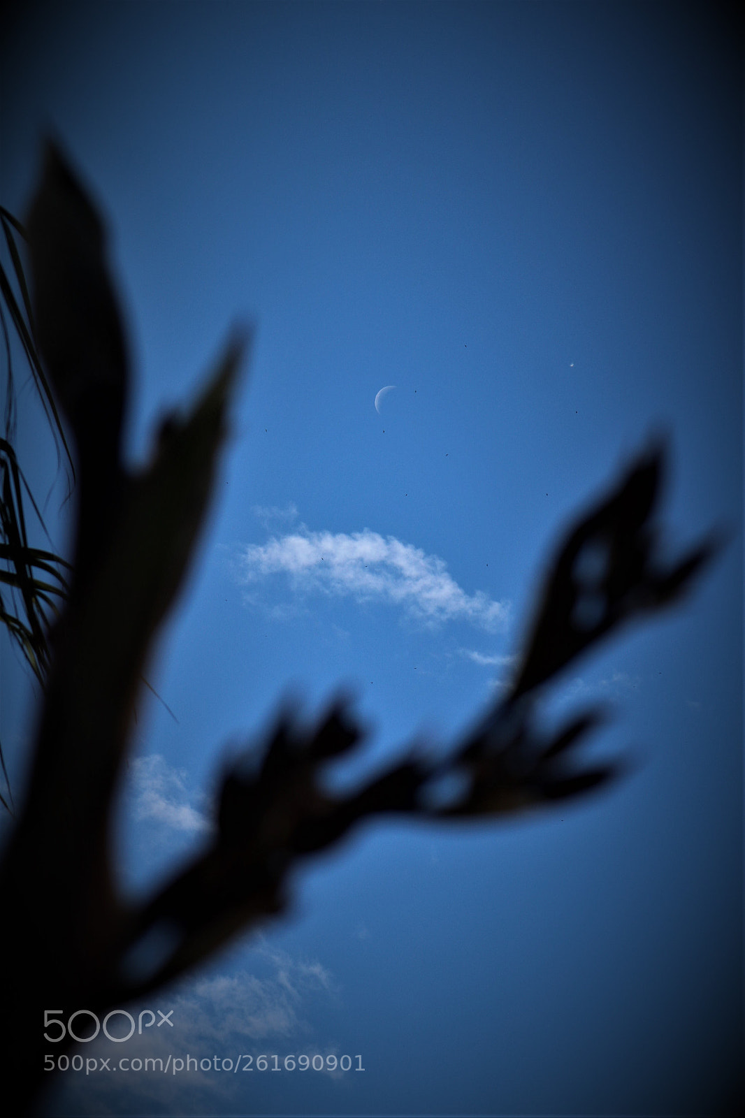 Canon EOS 750D (EOS Rebel T6i / EOS Kiss X8i) sample photo. Mas all la luna photography