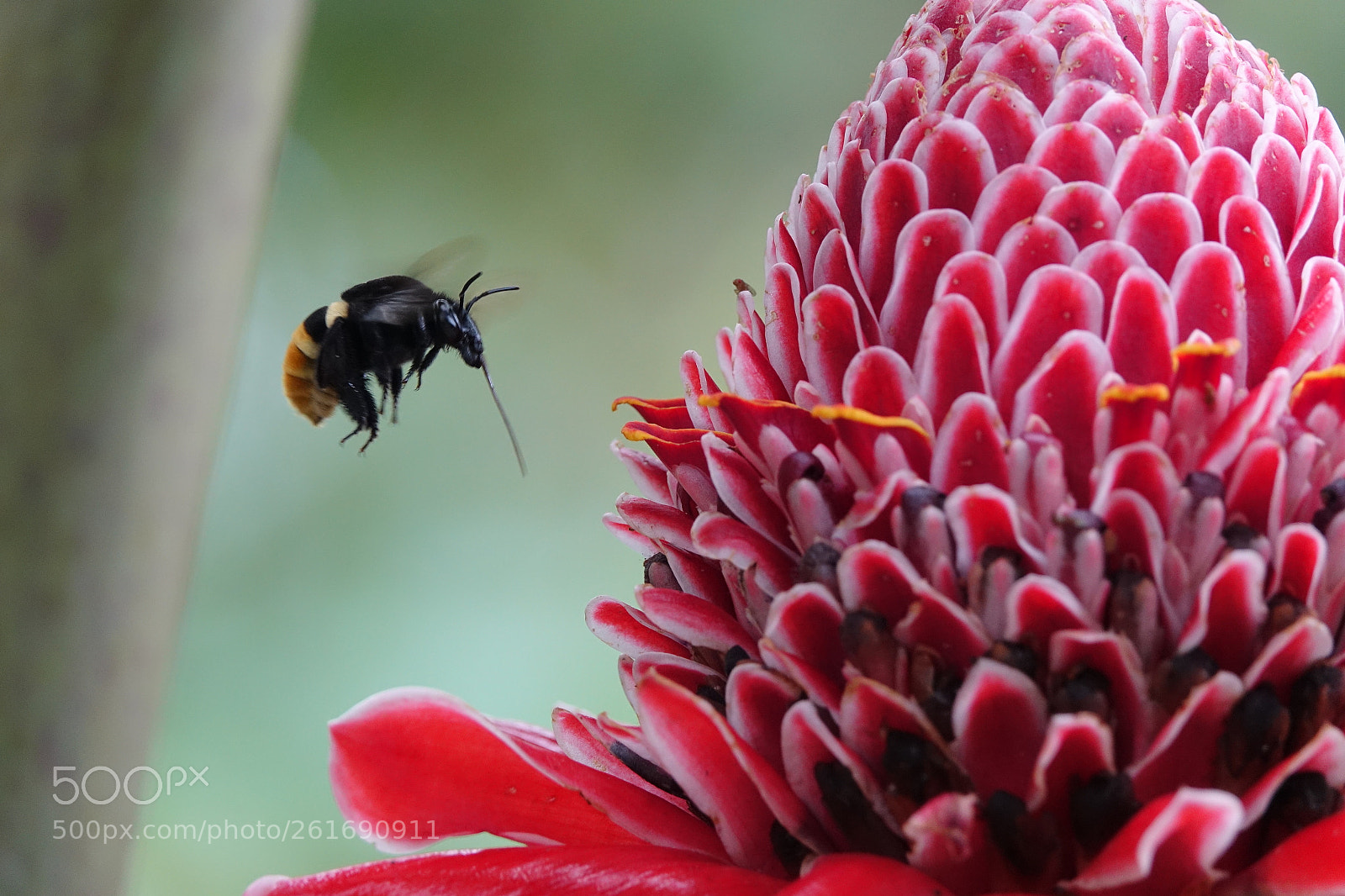 Sony Cyber-shot DSC-RX10 III sample photo. Bumblebee pollinating red flower photography