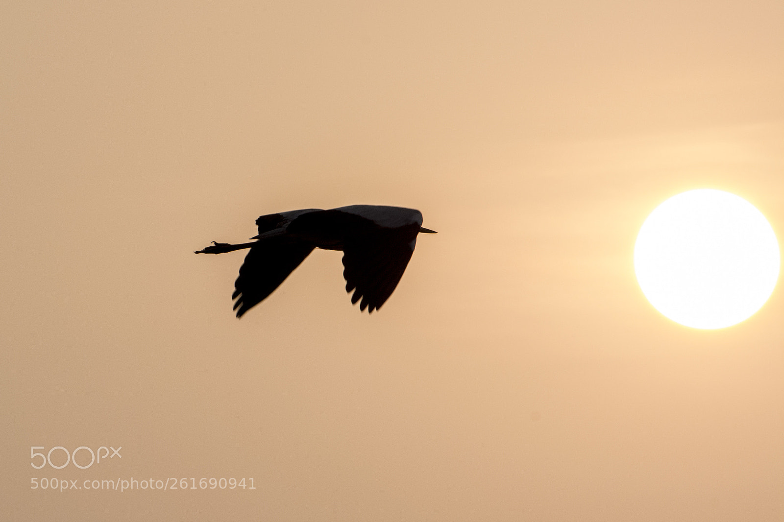 Nikon D5200 sample photo. Grey heron in flight photography