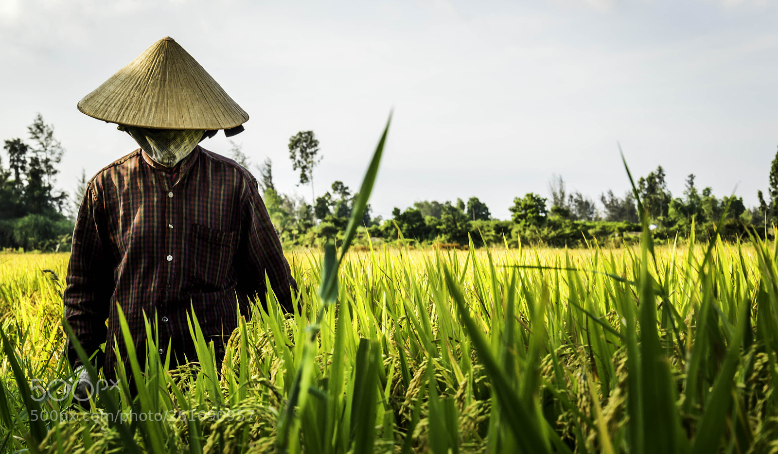 Nikon D3200 sample photo. The rice farmer photography