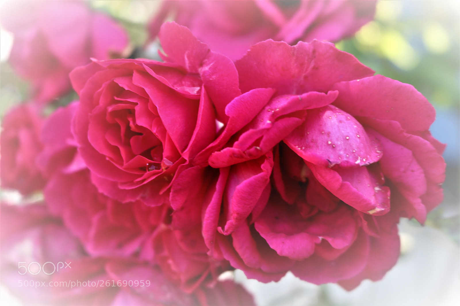 Canon EOS 750D (EOS Rebel T6i / EOS Kiss X8i) sample photo. Rosas del parque photography