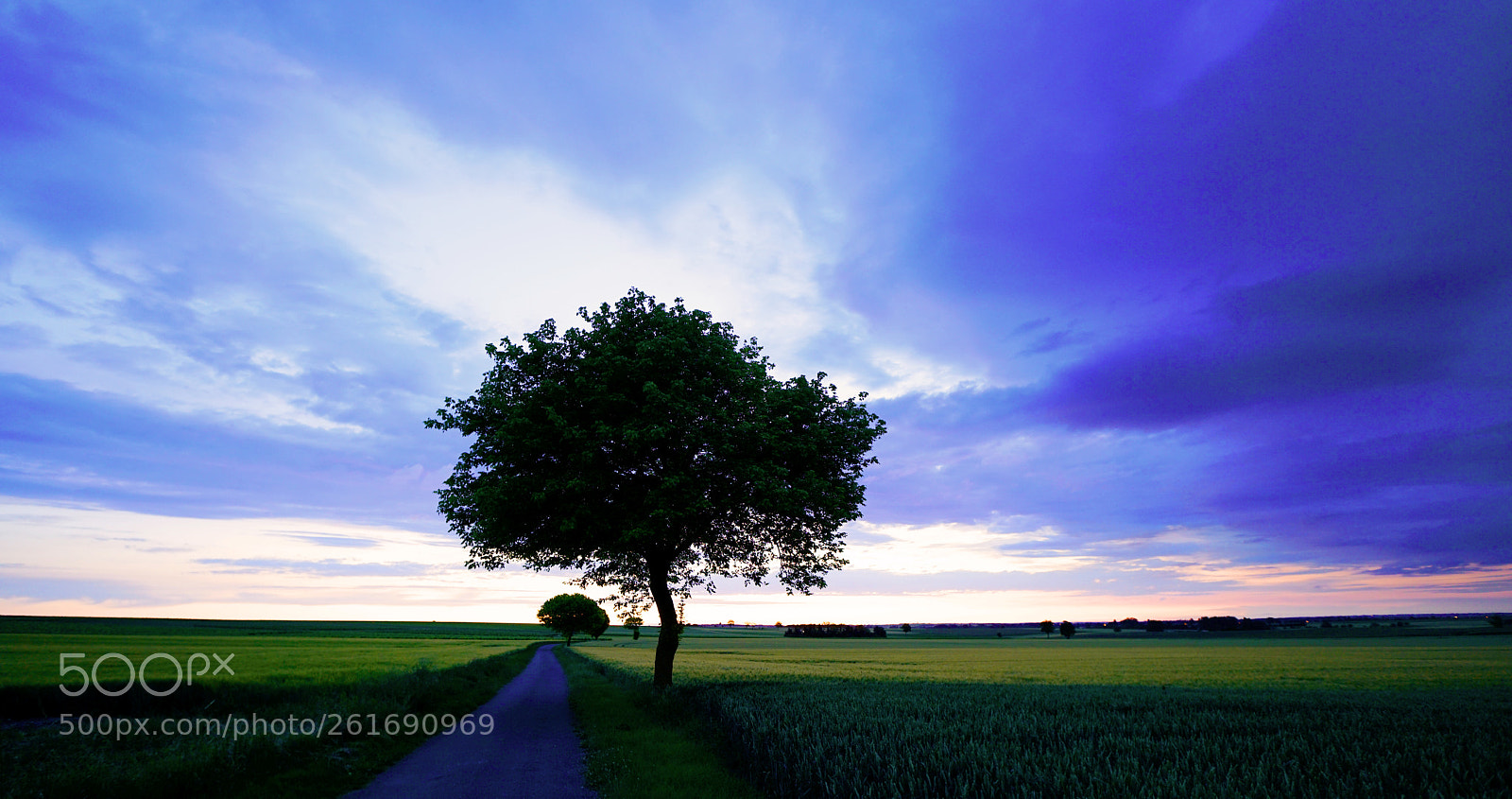 Sony a7R II sample photo. Stormy tree photography