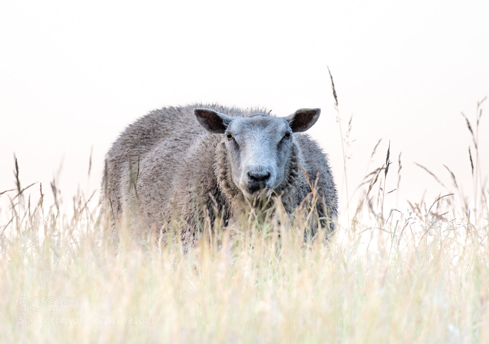Nikon D750 sample photo. The sheep photography