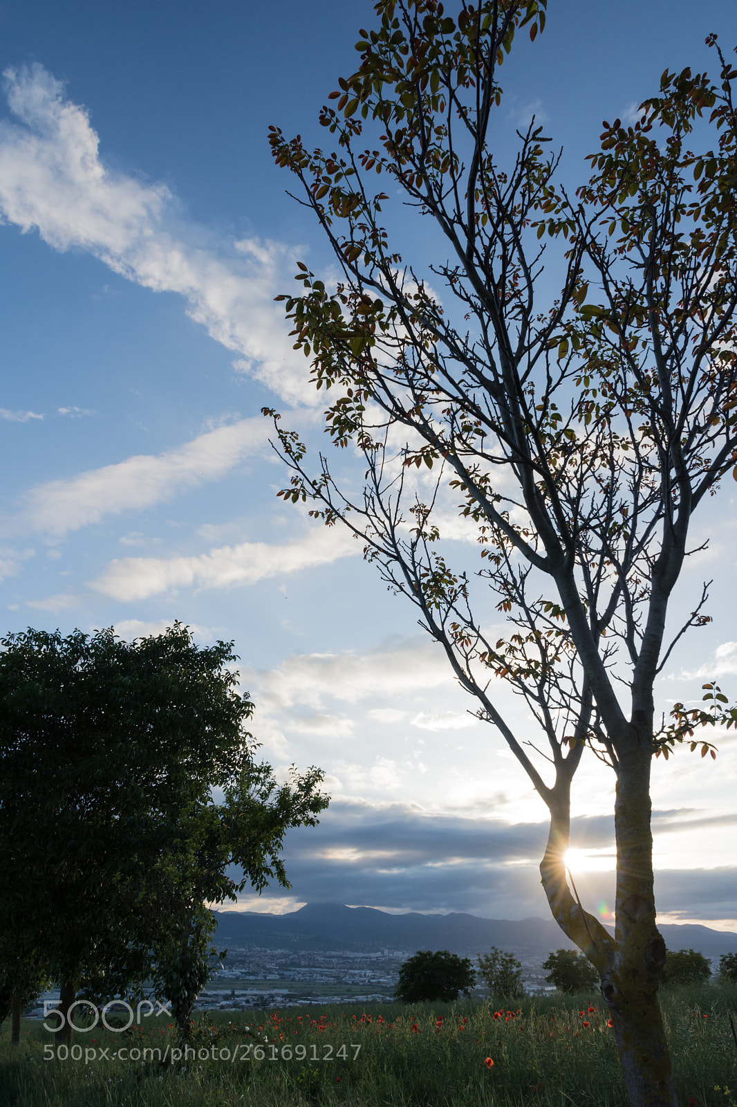 Nikon D7200 sample photo. T photography