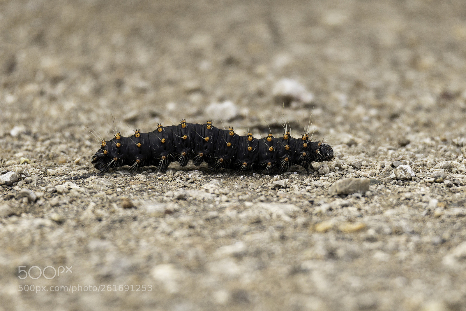 Canon EOS 6D sample photo. Caterpillar photography