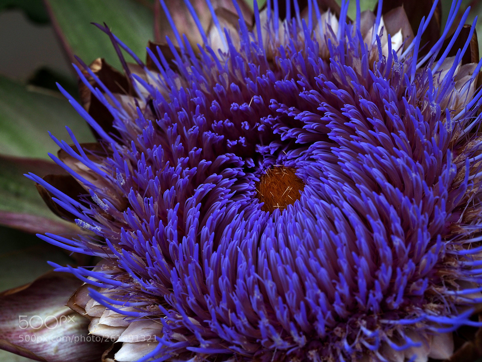 Olympus OM-D E-M1 sample photo. Started to bloom photography