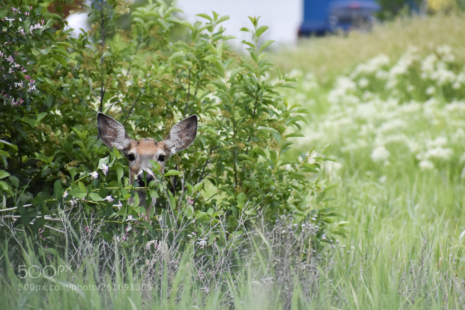 Nikon D3400 sample photo. Peek-a-boo photography