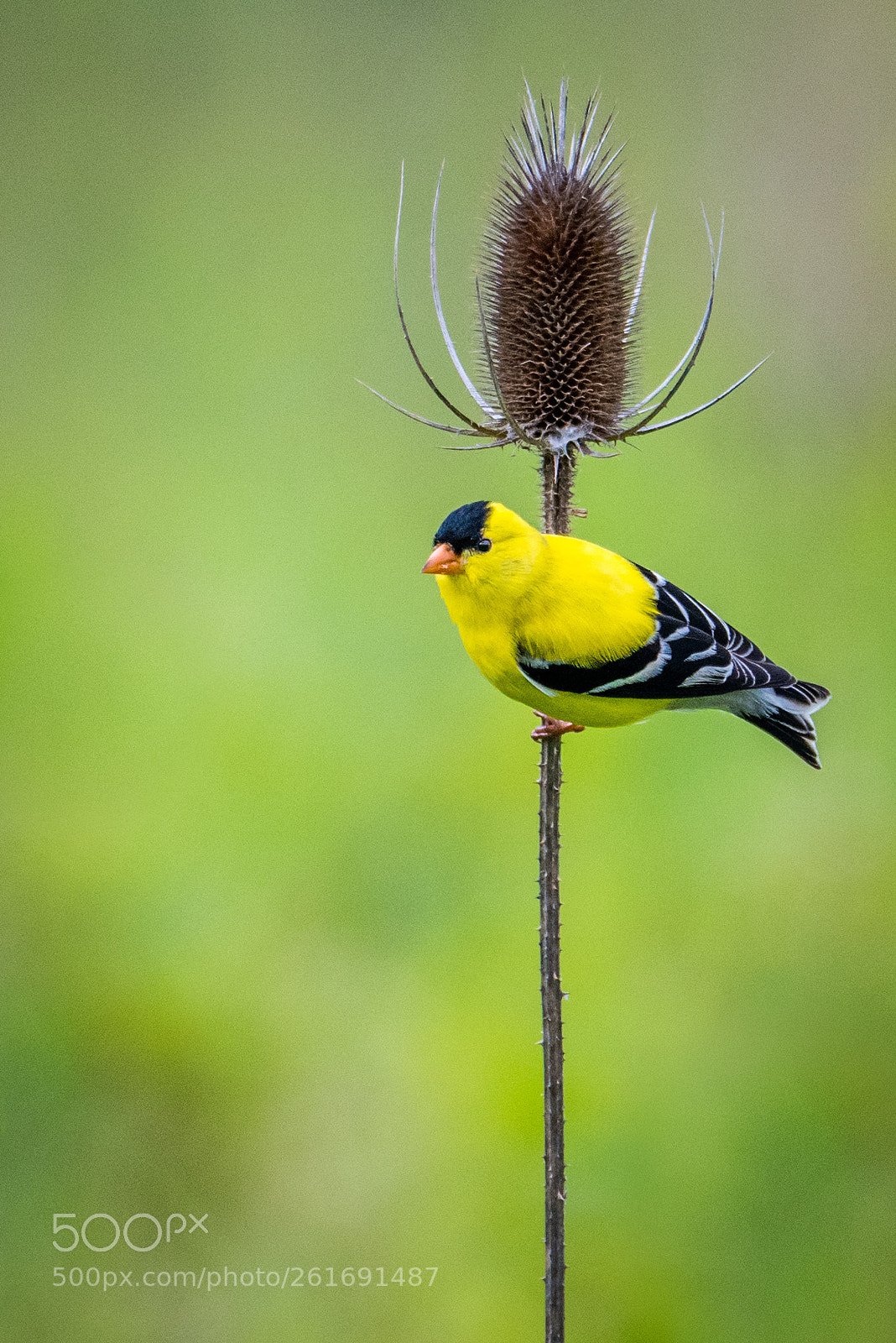 Nikon D810 sample photo. American goldfinch on teasel photography