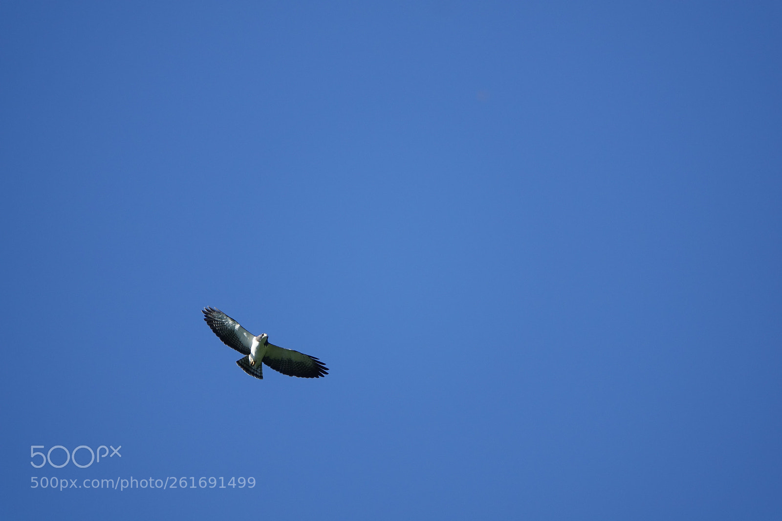 Sony Cyber-shot DSC-RX10 III sample photo. Short-tailed hawk photography