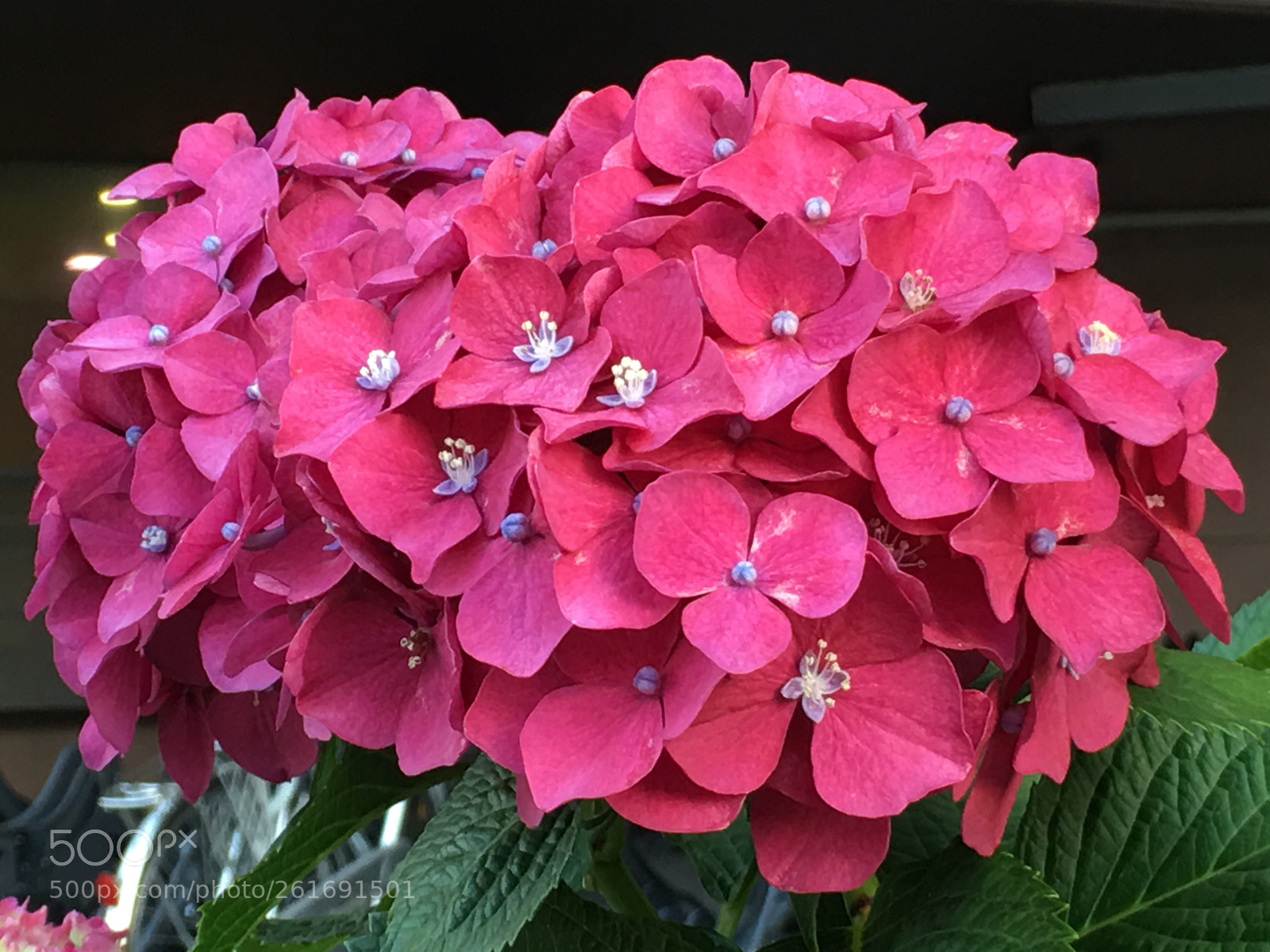 Apple iPhone 6s Plus sample photo. Summer2018 flowers photography