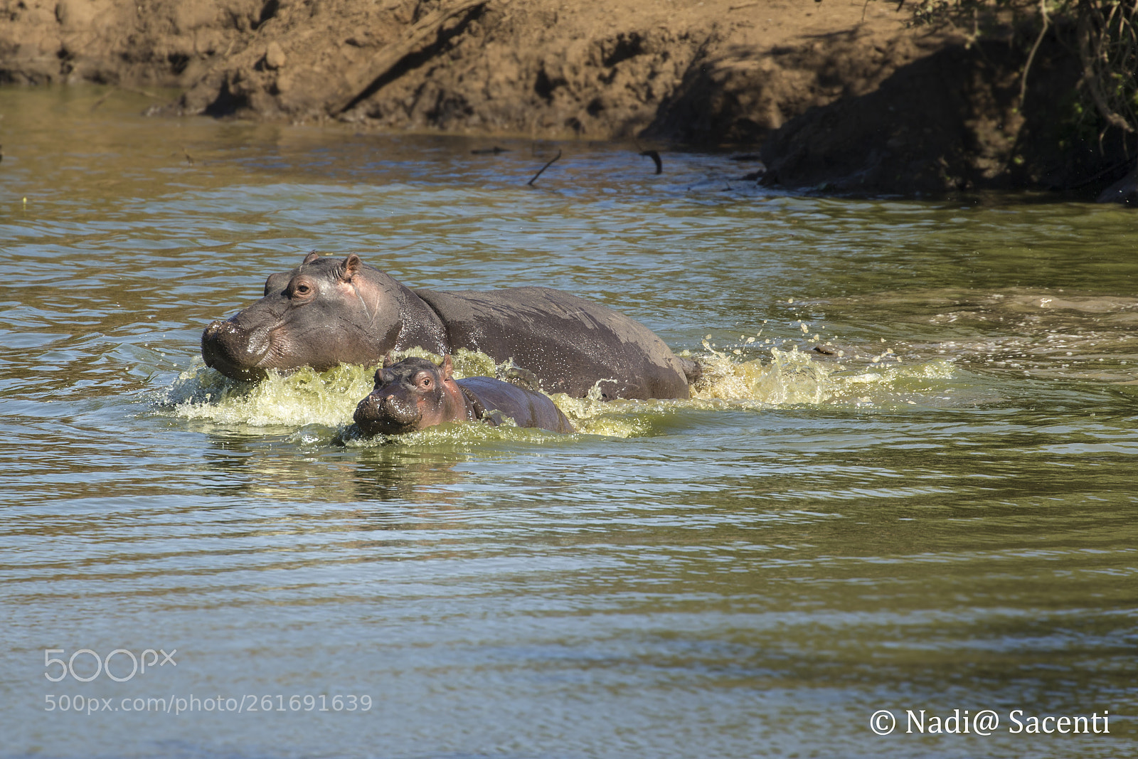 Canon EOS-1D X sample photo. Happy baby hippo photography