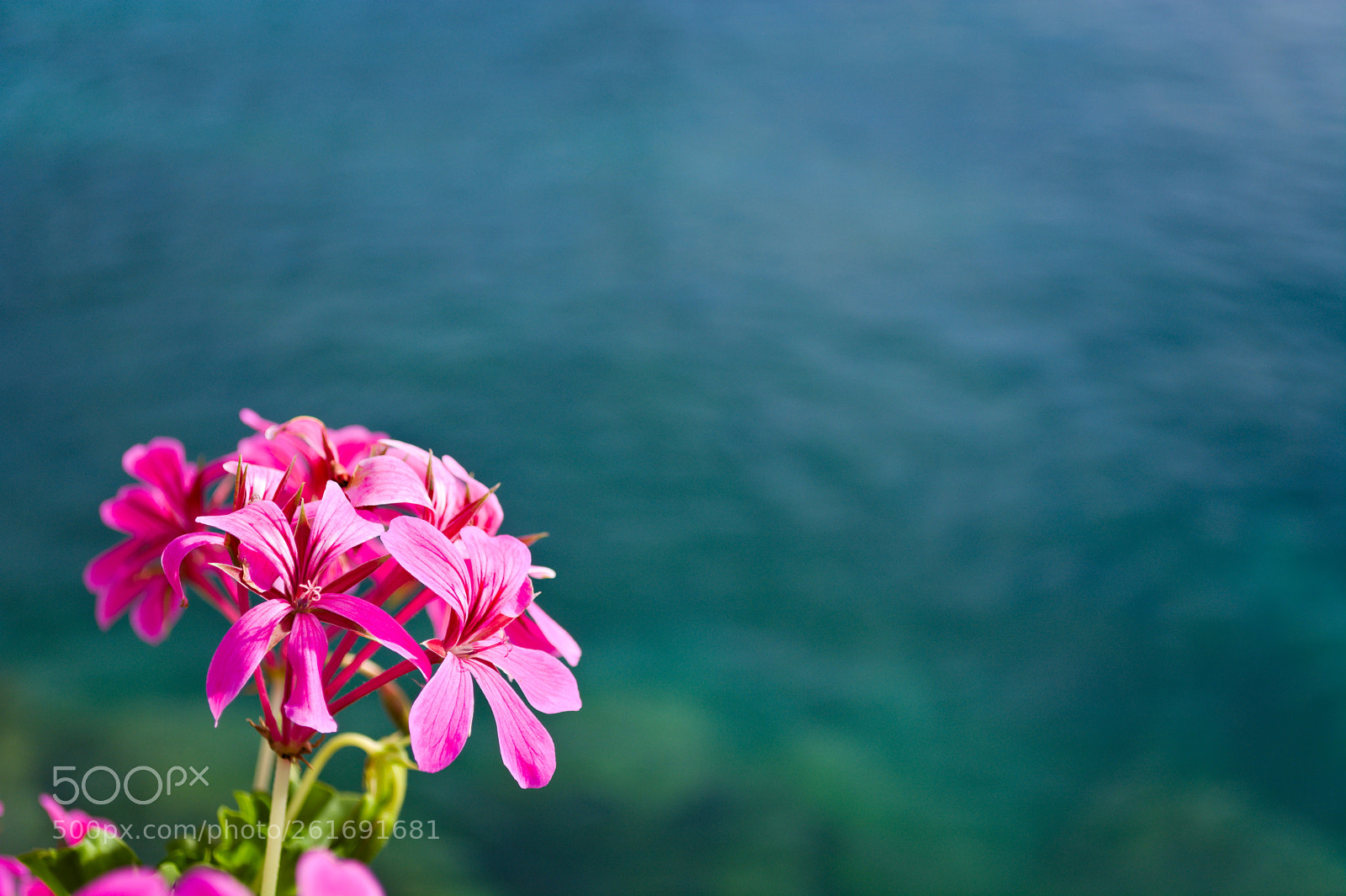 Nikon D5200 sample photo. Pink by the lake photography