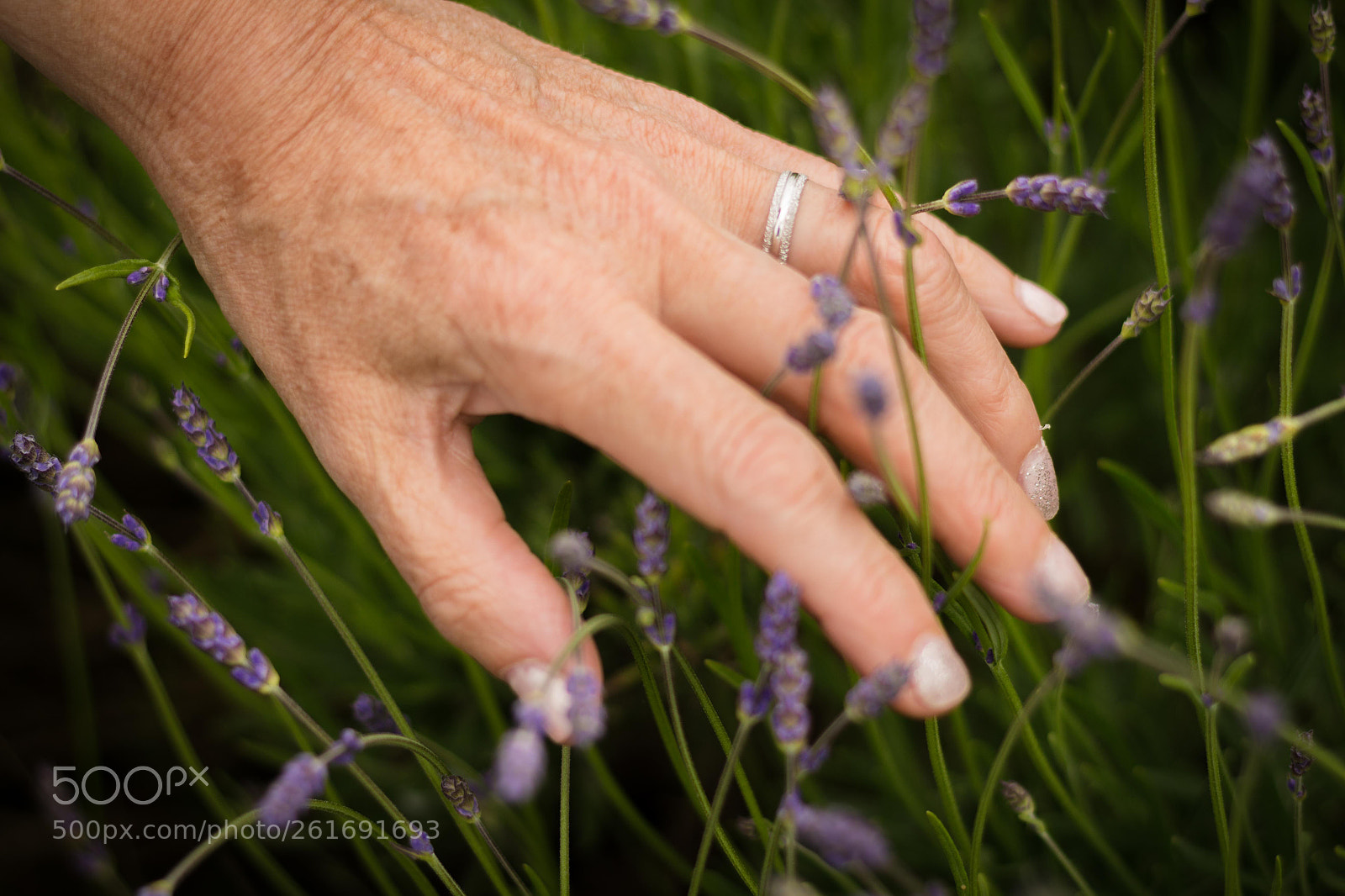 Canon EOS 100D (EOS Rebel SL1 / EOS Kiss X7) sample photo. Wedding lavender photography