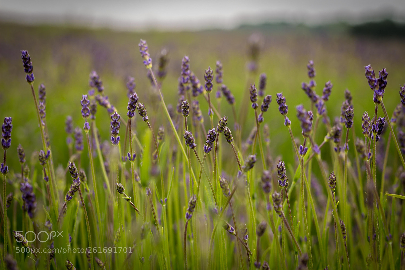 Canon EOS 100D (EOS Rebel SL1 / EOS Kiss X7) sample photo. Field of lavender photography