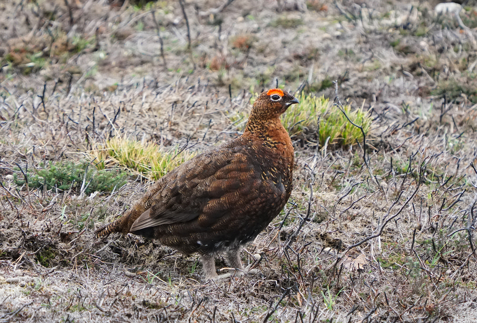 Sony a6500 sample photo. The famouse grouse, schots photography