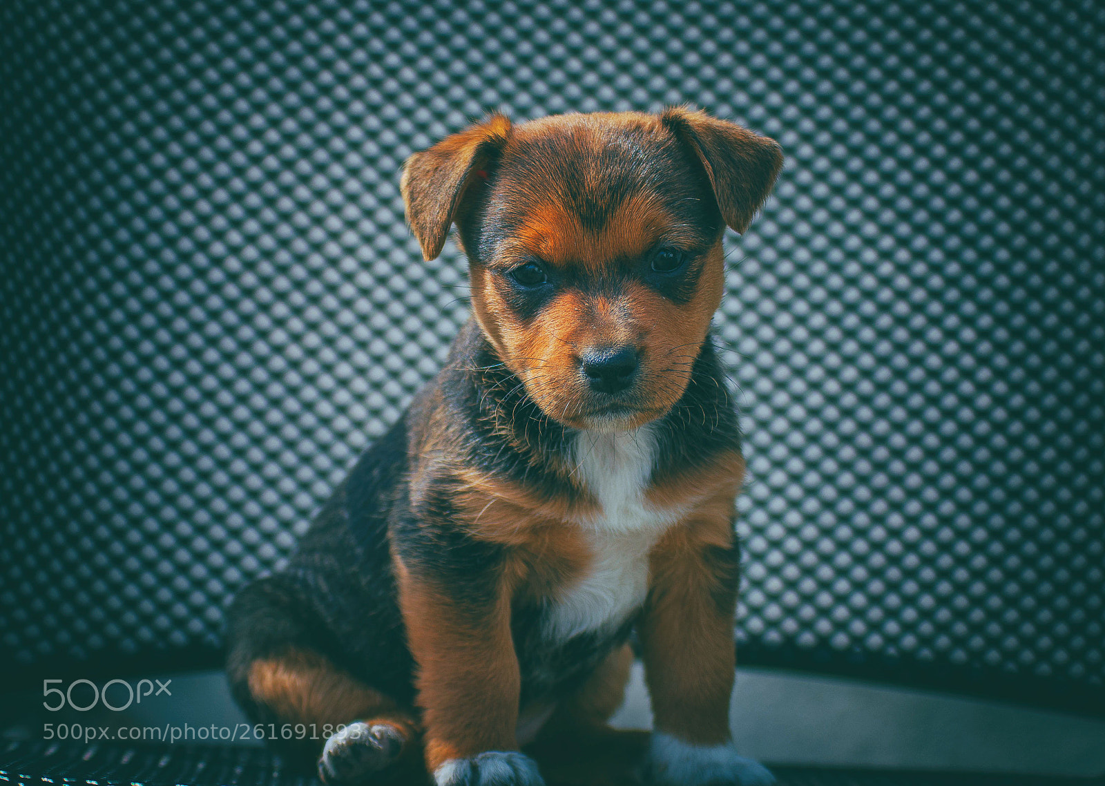Nikon D7200 sample photo. Puppy photography
