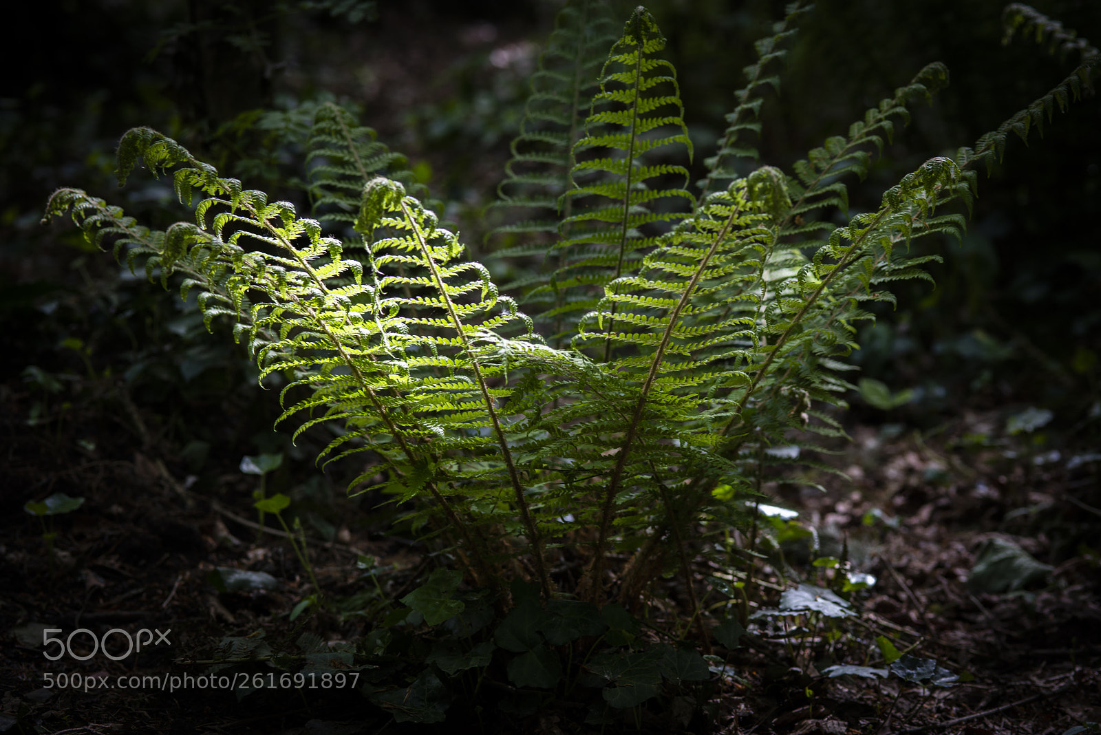 Nikon D810 sample photo. Under the canopy photography