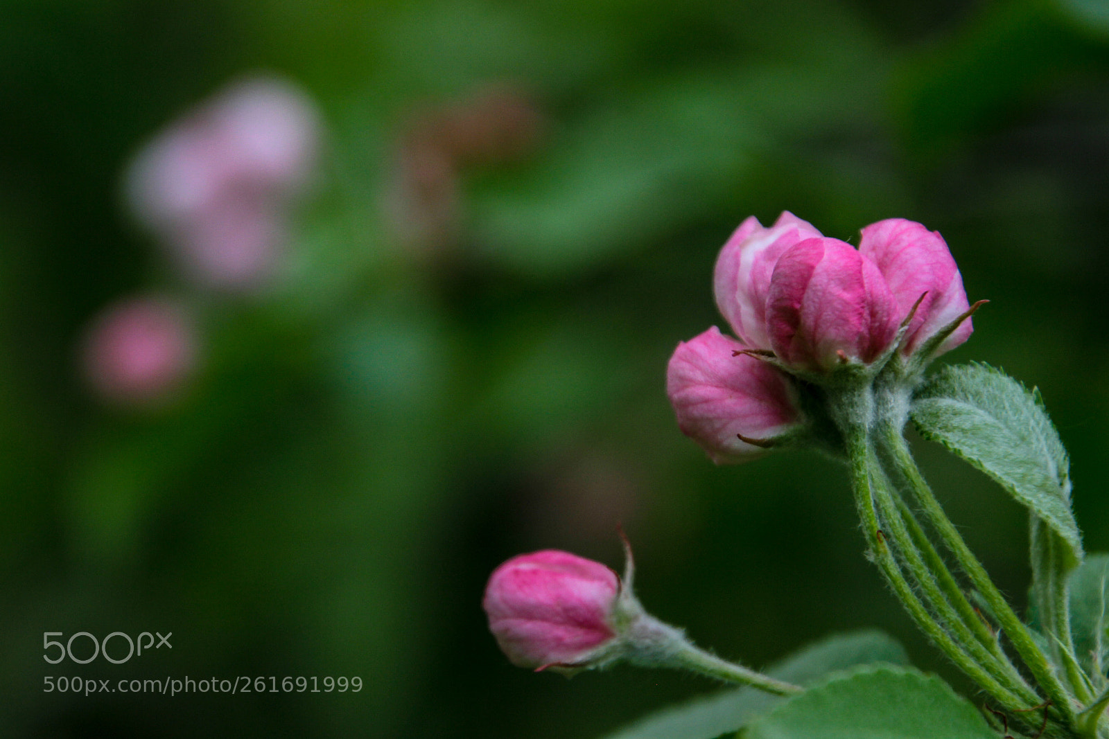 Canon EOS 7D sample photo. Pink sisters photography