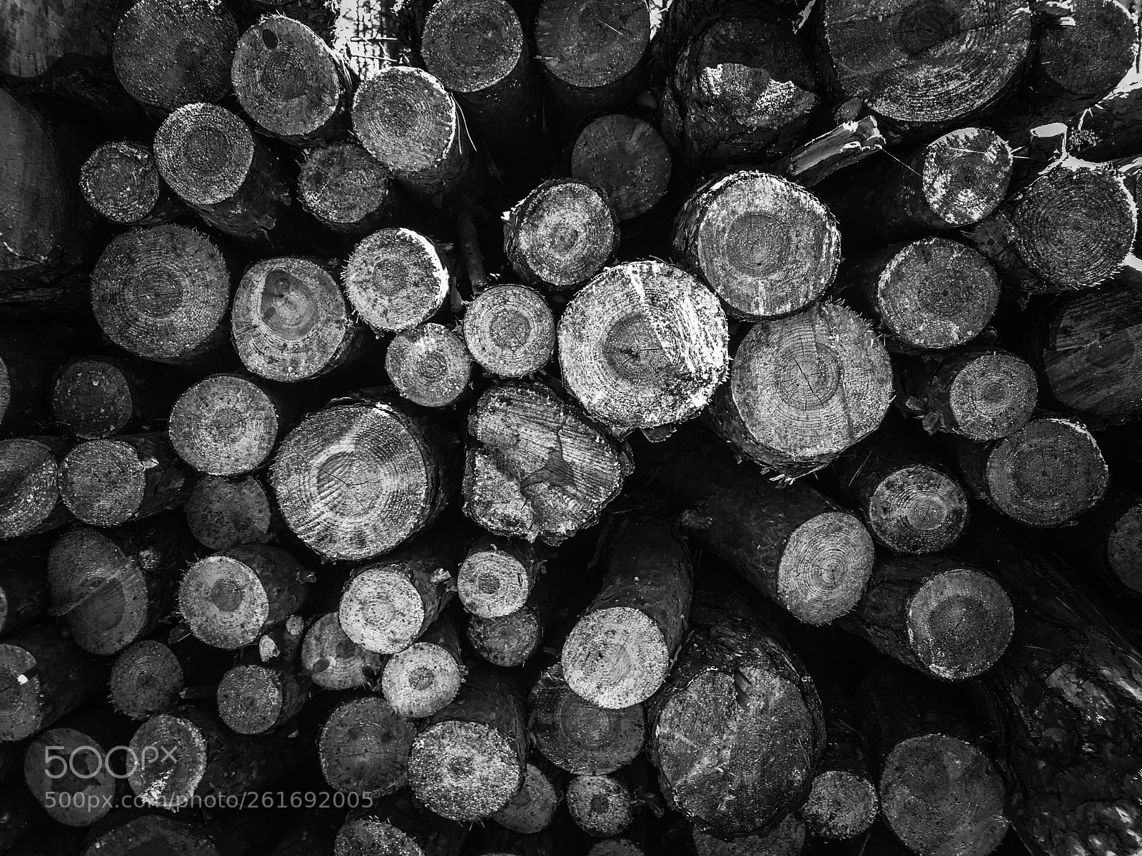 Apple iPhone 7 sample photo. Wood photography