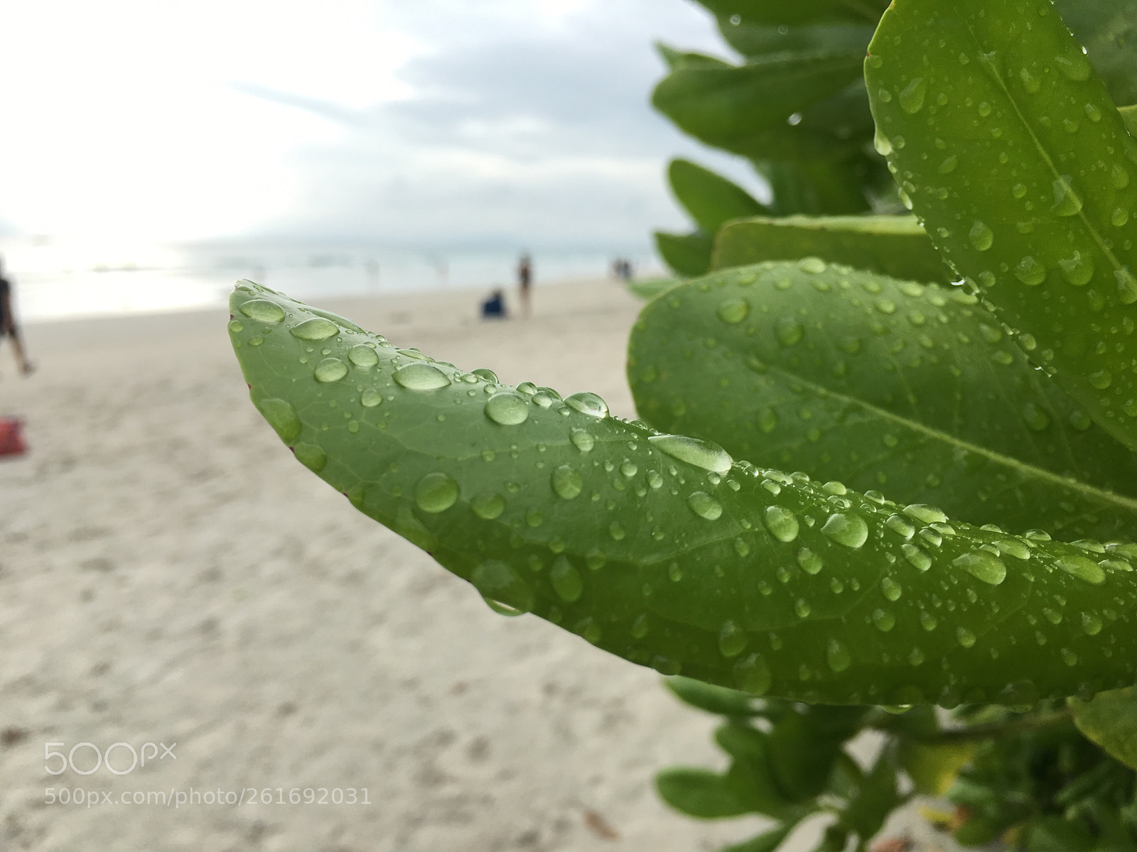 Apple iPhone 6s sample photo. Therapeutic  photography