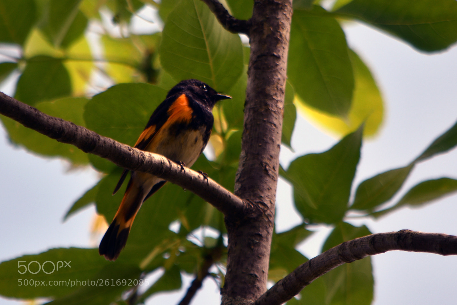 Nikon D5500 sample photo. Paruline flambloyante photography