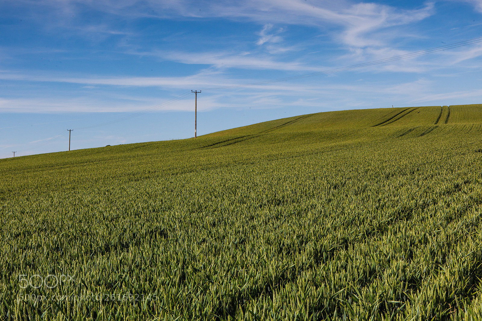Canon EOS 5D Mark II sample photo. Wheat crop photography