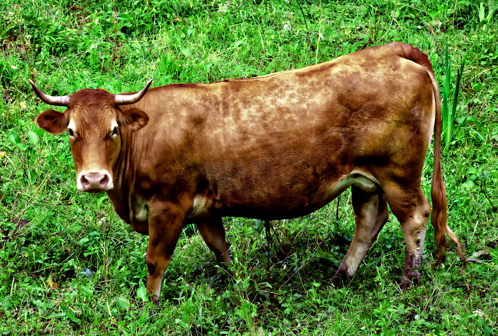 Nikon D5500 sample photo. Vaca photography