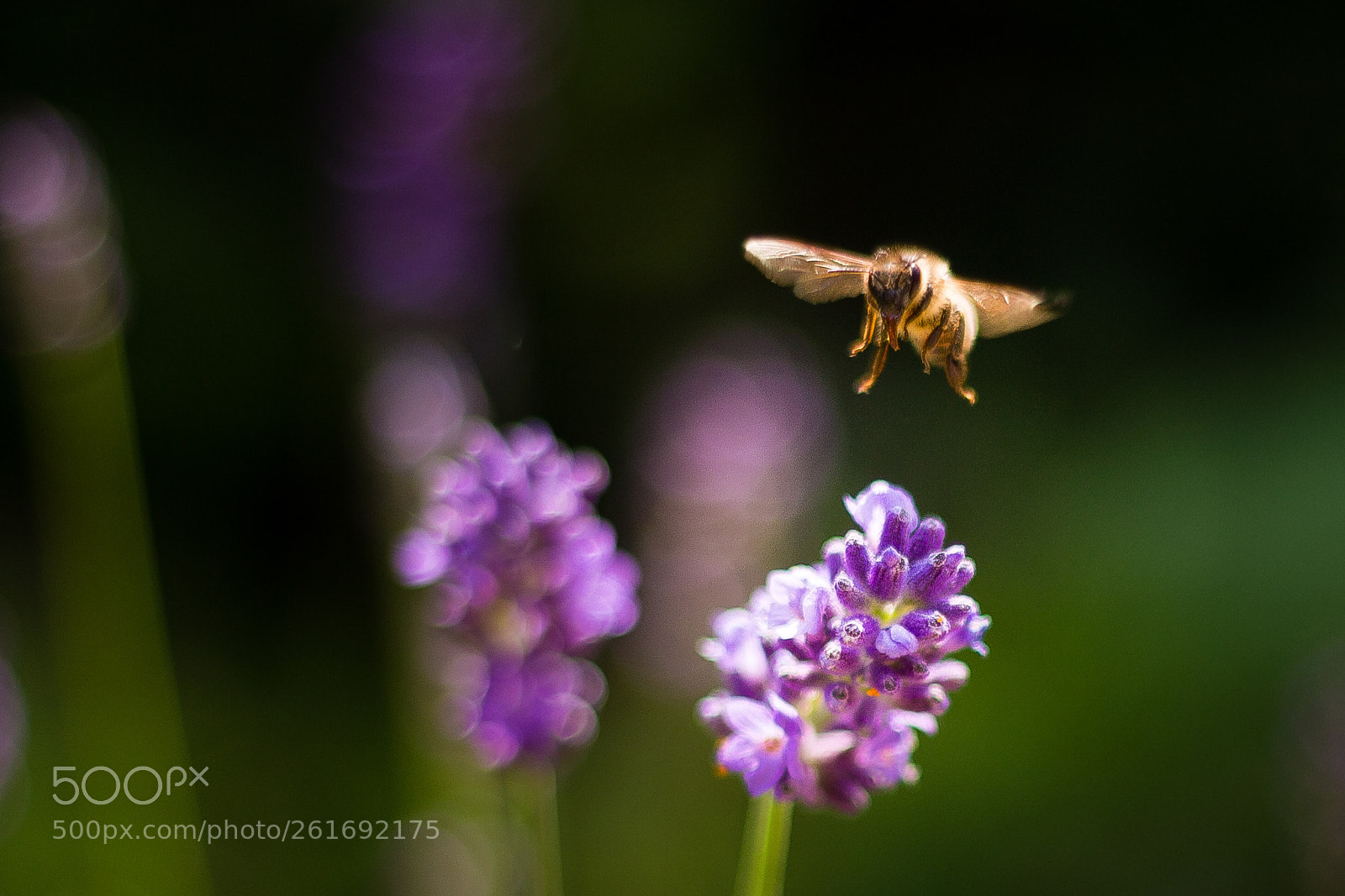 Canon EOS 700D (EOS Rebel T5i / EOS Kiss X7i) sample photo. Prepare for landing! photography