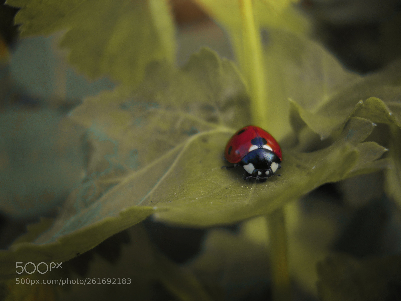 Nikon Coolpix L22 sample photo. .. lady ladybug ♥ photography