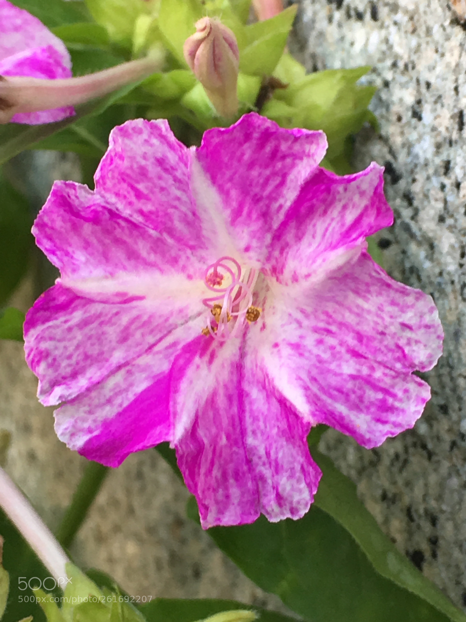 Apple iPhone 6s Plus sample photo. Summer2018 flowers photography