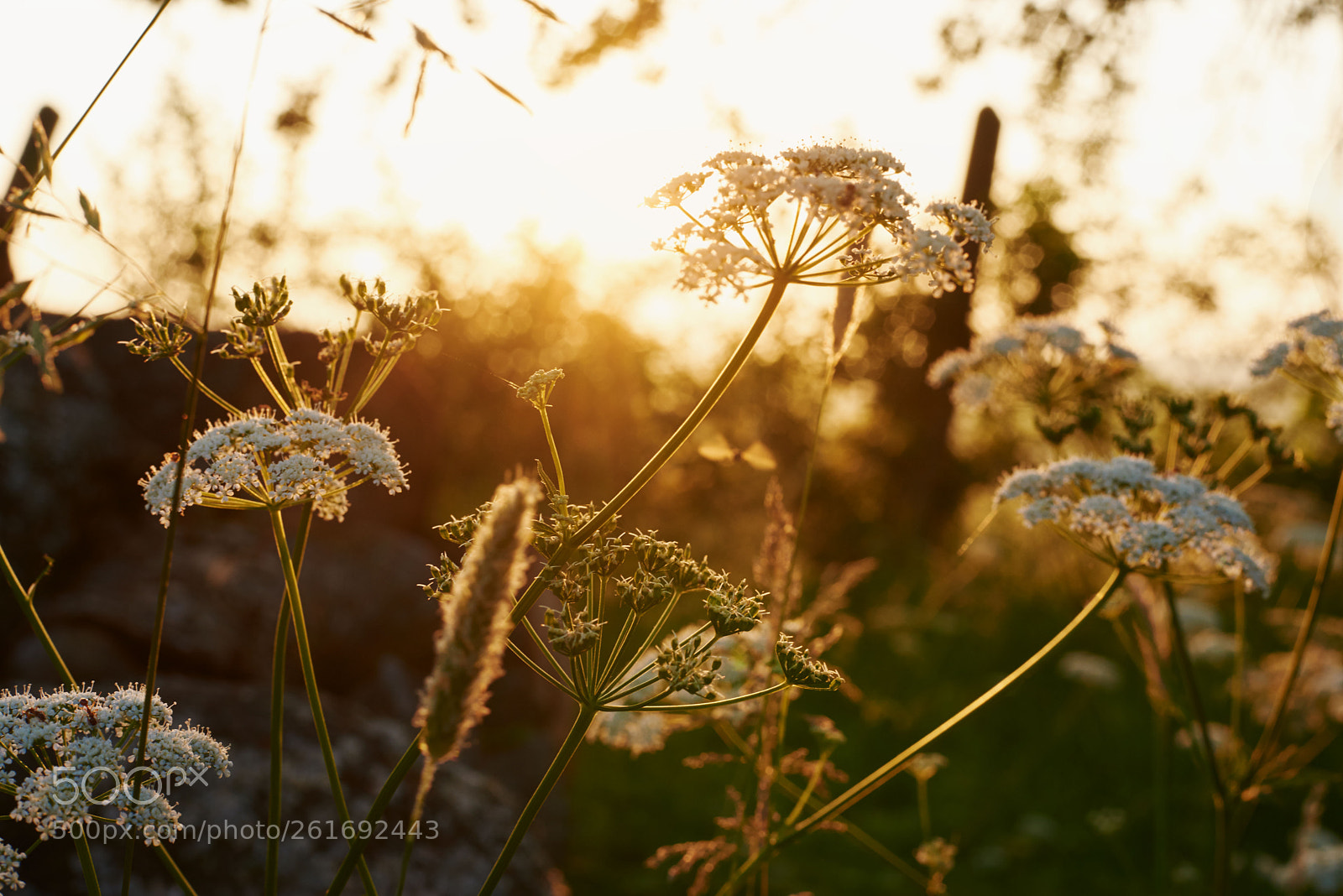Nikon D750 sample photo. Good morning photography