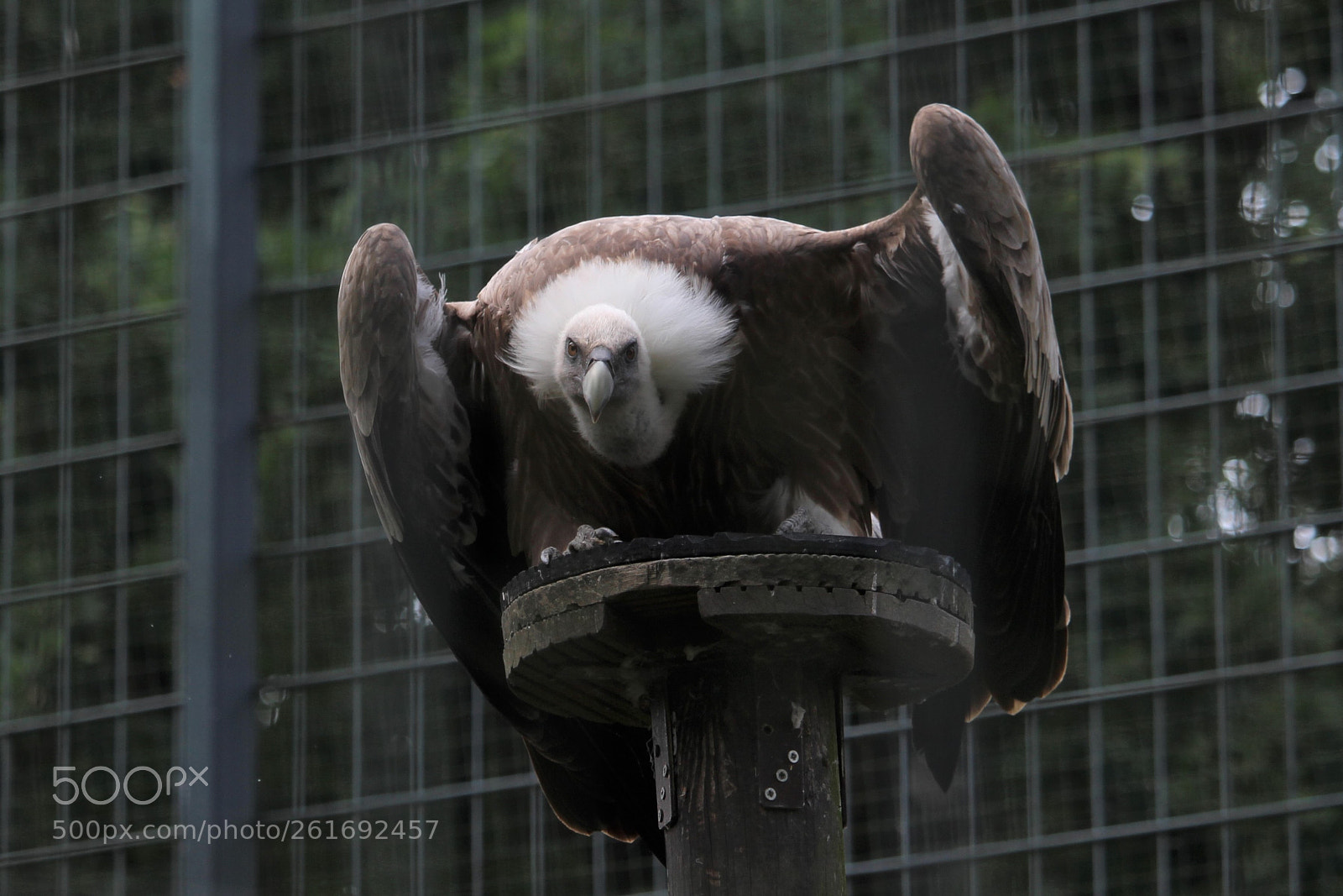 Canon EOS 700D (EOS Rebel T5i / EOS Kiss X7i) sample photo. Vulture photography