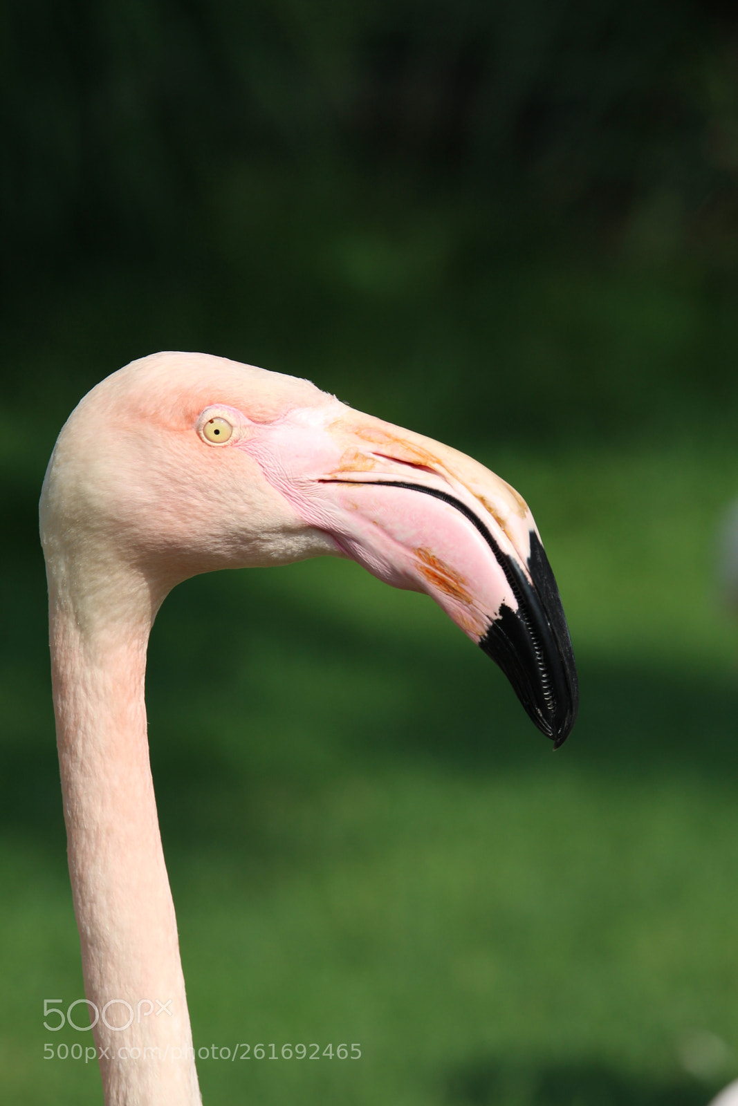 Canon EF-S 55-250mm F4-5.6 IS STM sample photo. Flamingo portrait photography