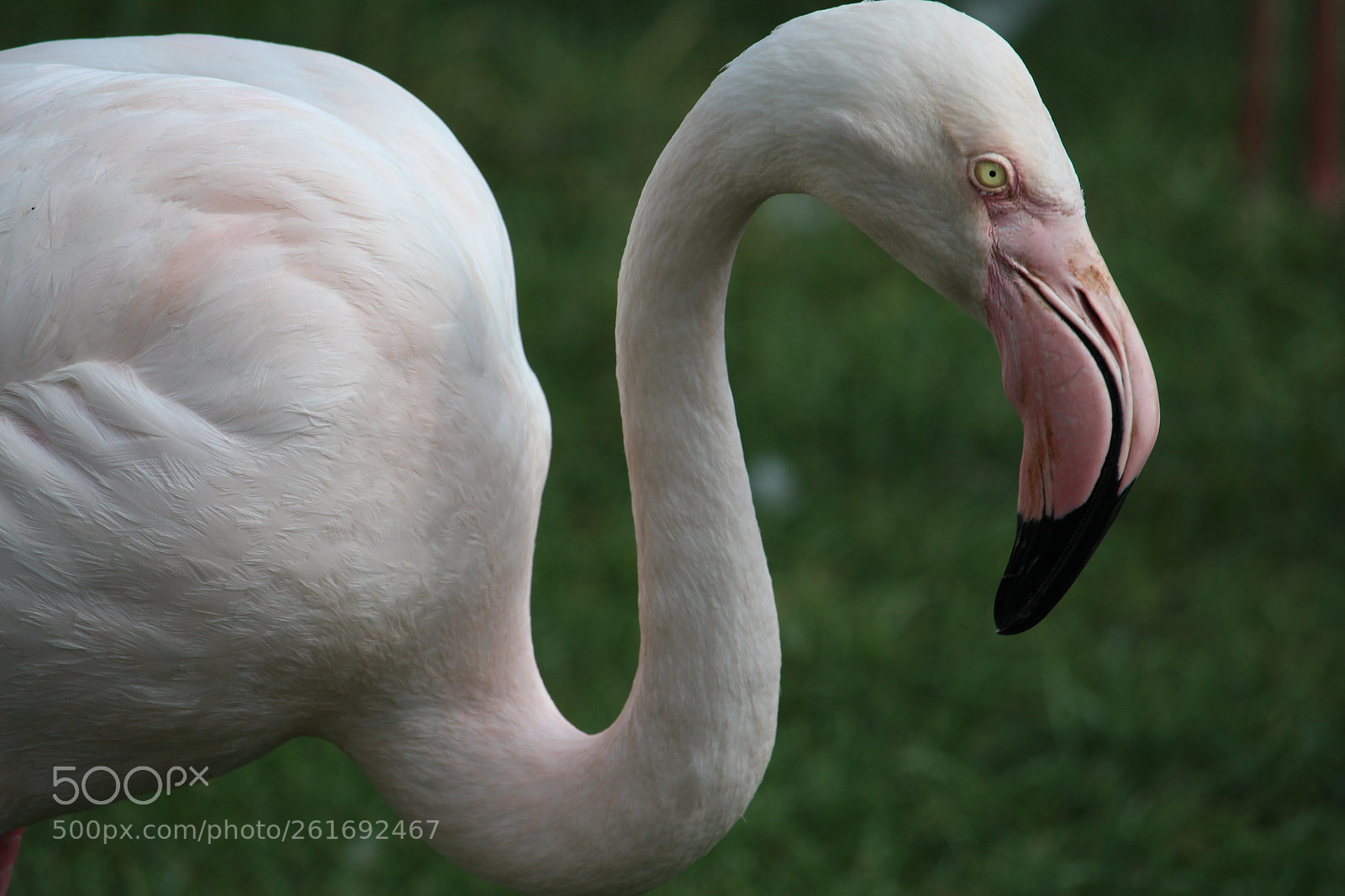 Canon EOS 700D (EOS Rebel T5i / EOS Kiss X7i) + Canon EF-S 55-250mm F4-5.6 IS STM sample photo. Flamingo photography