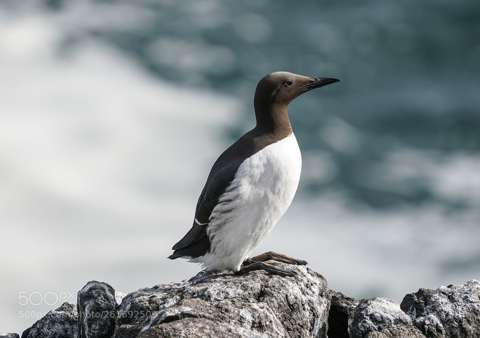 Sony a6500 sample photo. Guillemot, zeekoet, isle of photography